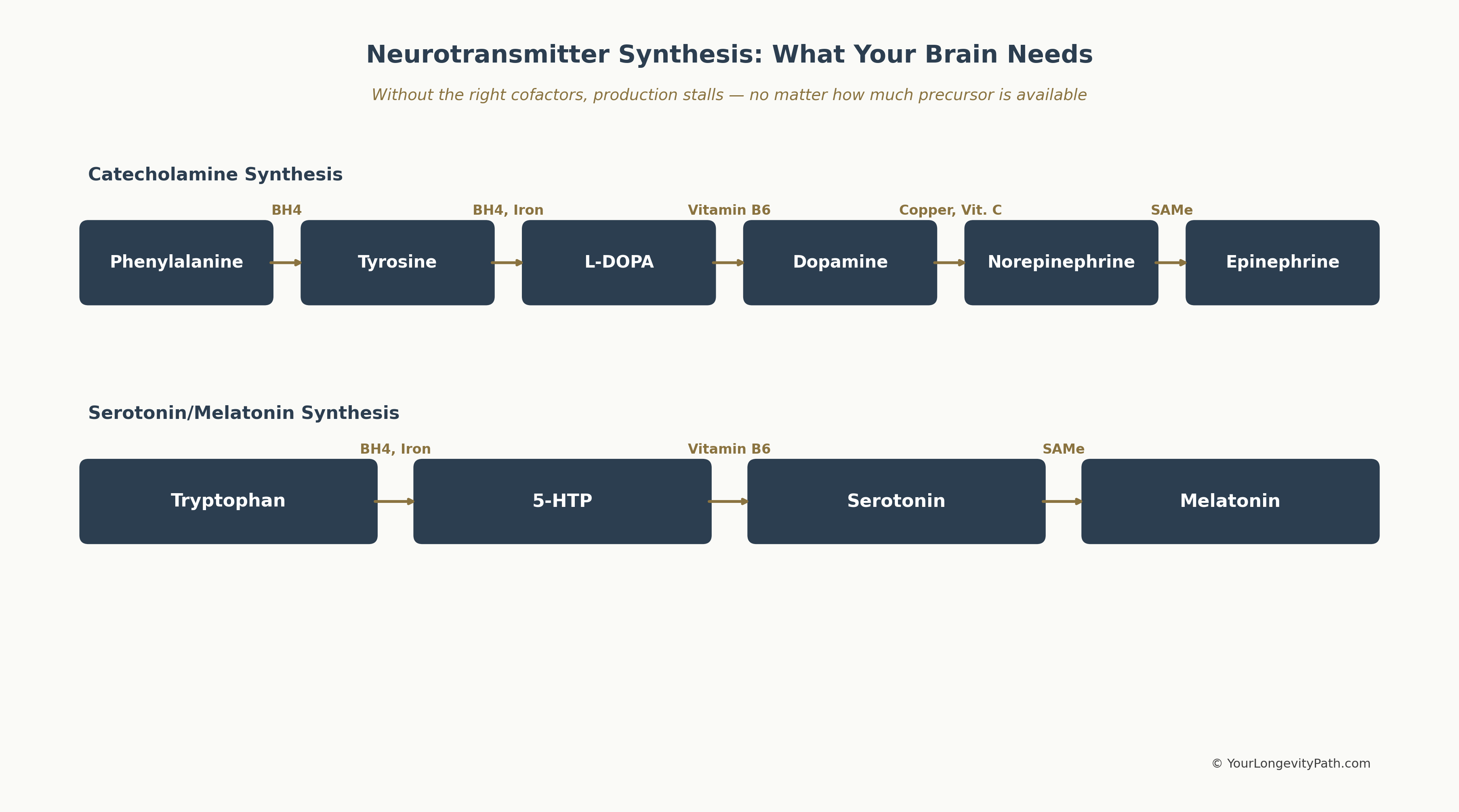 Infographic: Neurotransmitter synthesis pathways — the top row shows the catecholamine chain from phenylalanine through tyrosine and L-DOPA to dopamine, norepinephrine, and epinephrine. The bottom row shows the serotonin chain from tryptophan through 5-HTP to serotonin and melatonin. Required cofactors such as BH4, iron, vitamin B6, copper, vitamin C, and SAMe are shown above each arrow.