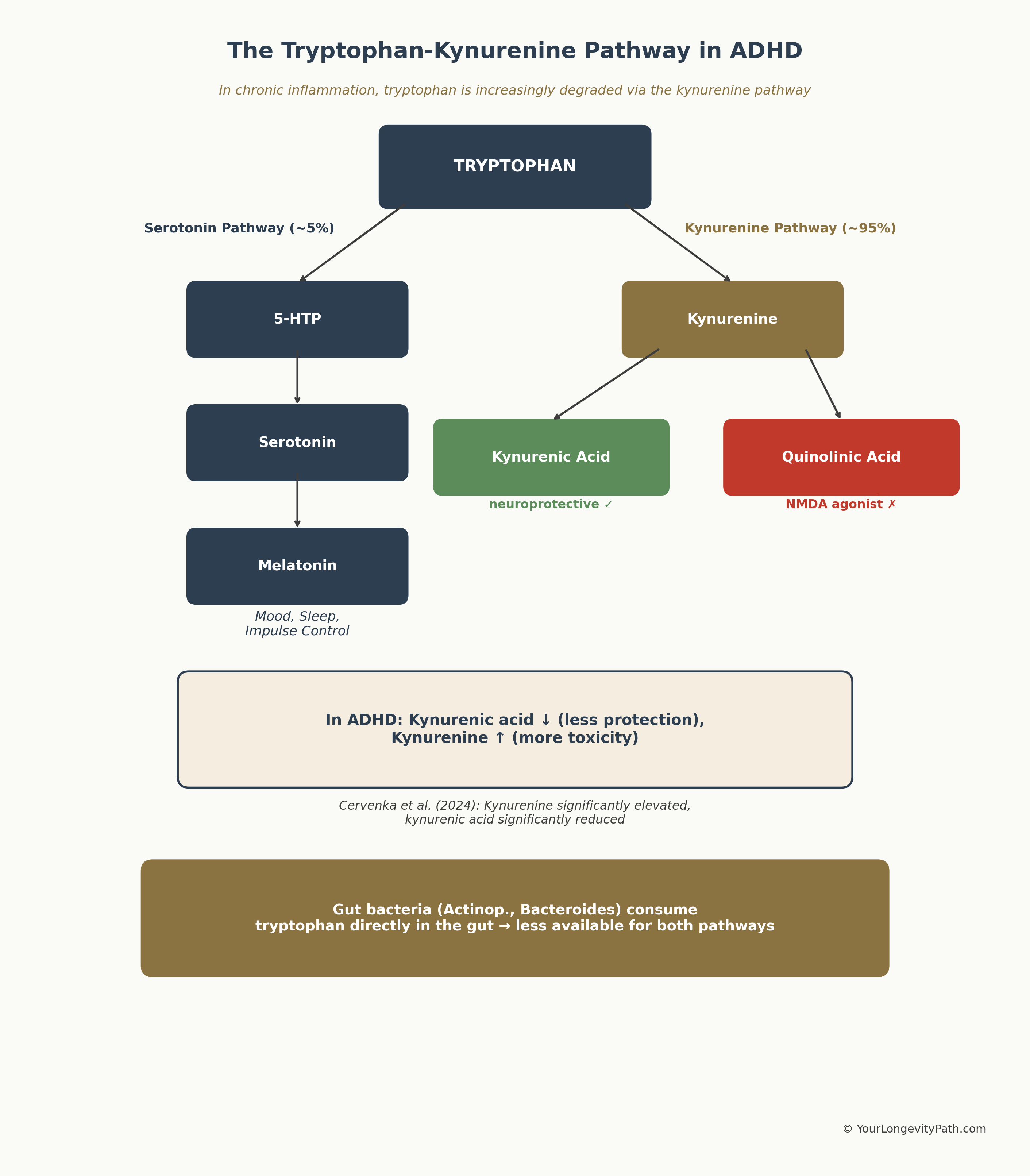 Infographic: The Tryptophan-Kynurenine Pathway — a Y-shaped branching diagram showing how tryptophan is either metabolized via the serotonin pathway (approx. 5%) to 5-HTP, serotonin, and melatonin, or via the kynurenine pathway (approx. 95%) to neuroprotective kynurenic acid or neurotoxic quinolinic acid. In ADHD, kynurenic acid is reduced and kynurenine is elevated.