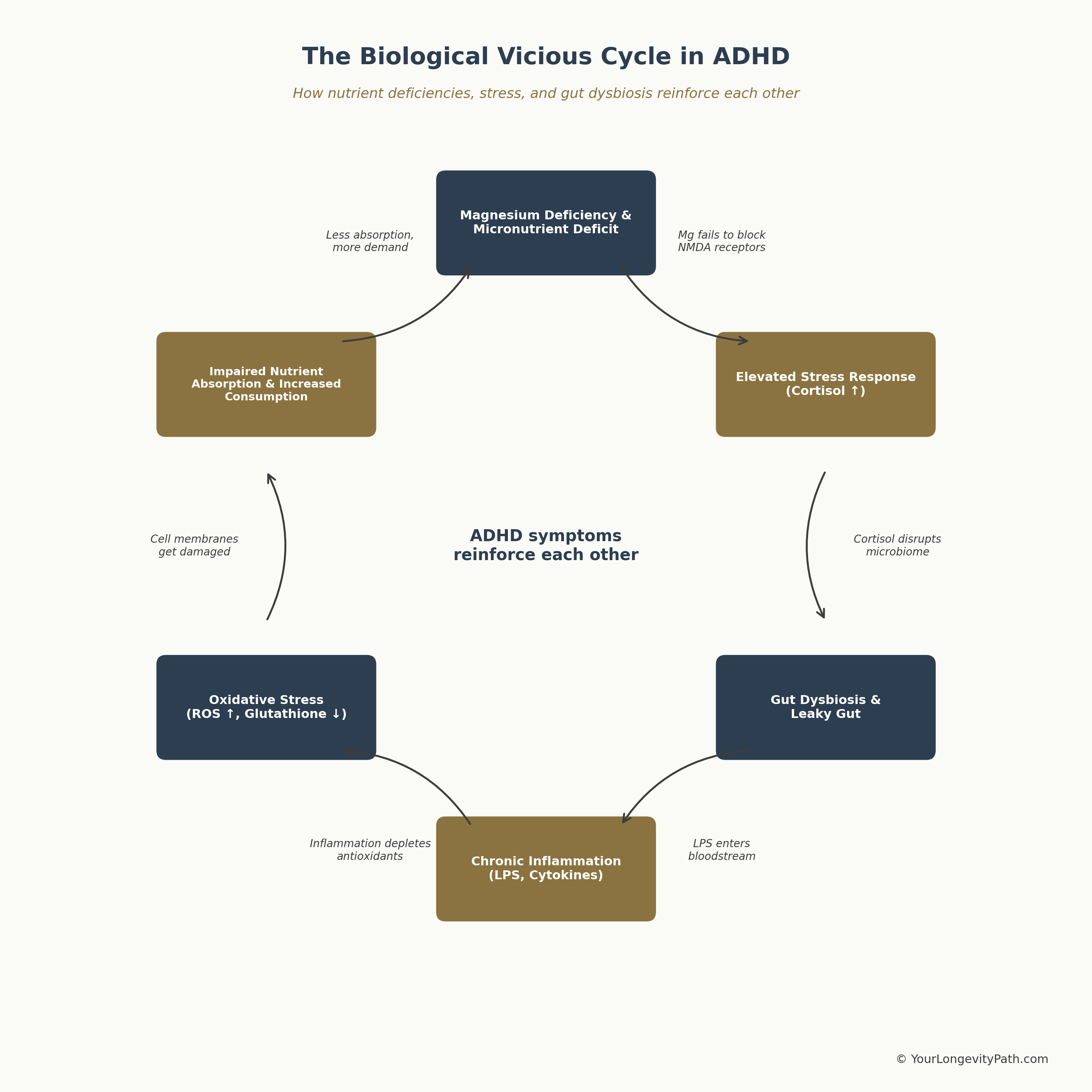 Infographic: The biological vicious cycle in ADHD — six stations in a circular loop: magnesium deficiency and micronutrient deficit leads to elevated stress response (cortisol), which disrupts the gut microbiome (dysbiosis and leaky gut), triggering chronic inflammation (LPS, cytokines), which increases oxidative stress (ROS elevated, glutathione depleted), further impairing nutrient absorption — and the cycle starts over.
