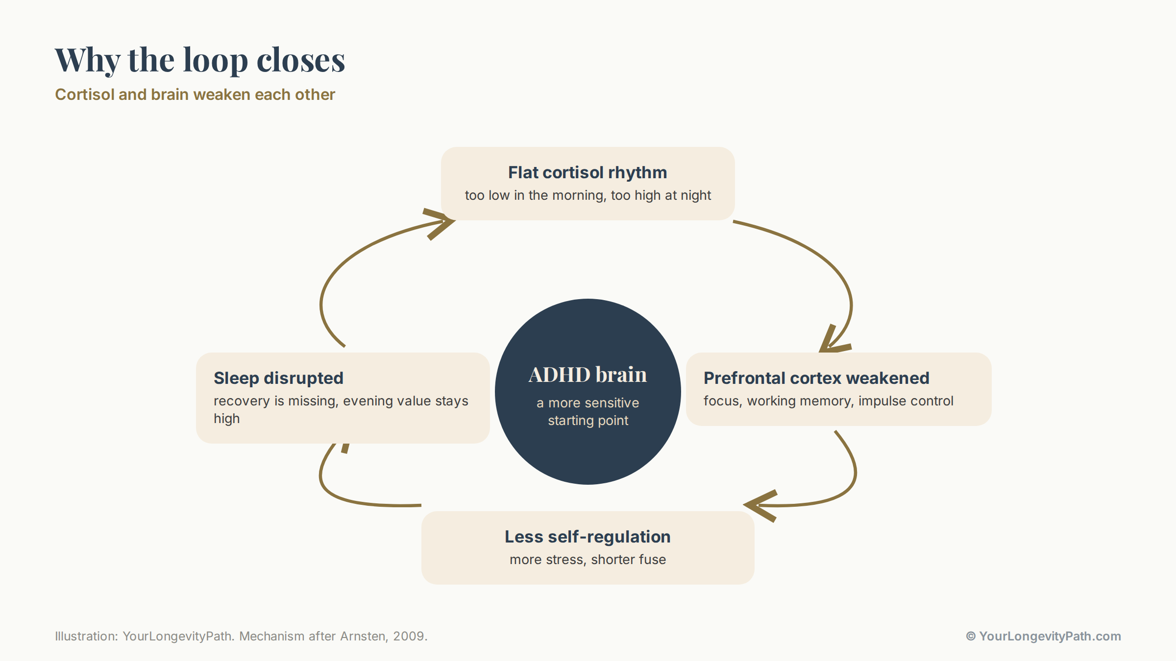 Infographic: loop diagram. A flat cortisol rhythm leads to a weakened prefrontal cortex, this to weaker self-regulation and more stress, this in turn to disturbed sleep and an even flatter curve. In the centre the ADHD brain as a sensitive starting point.
