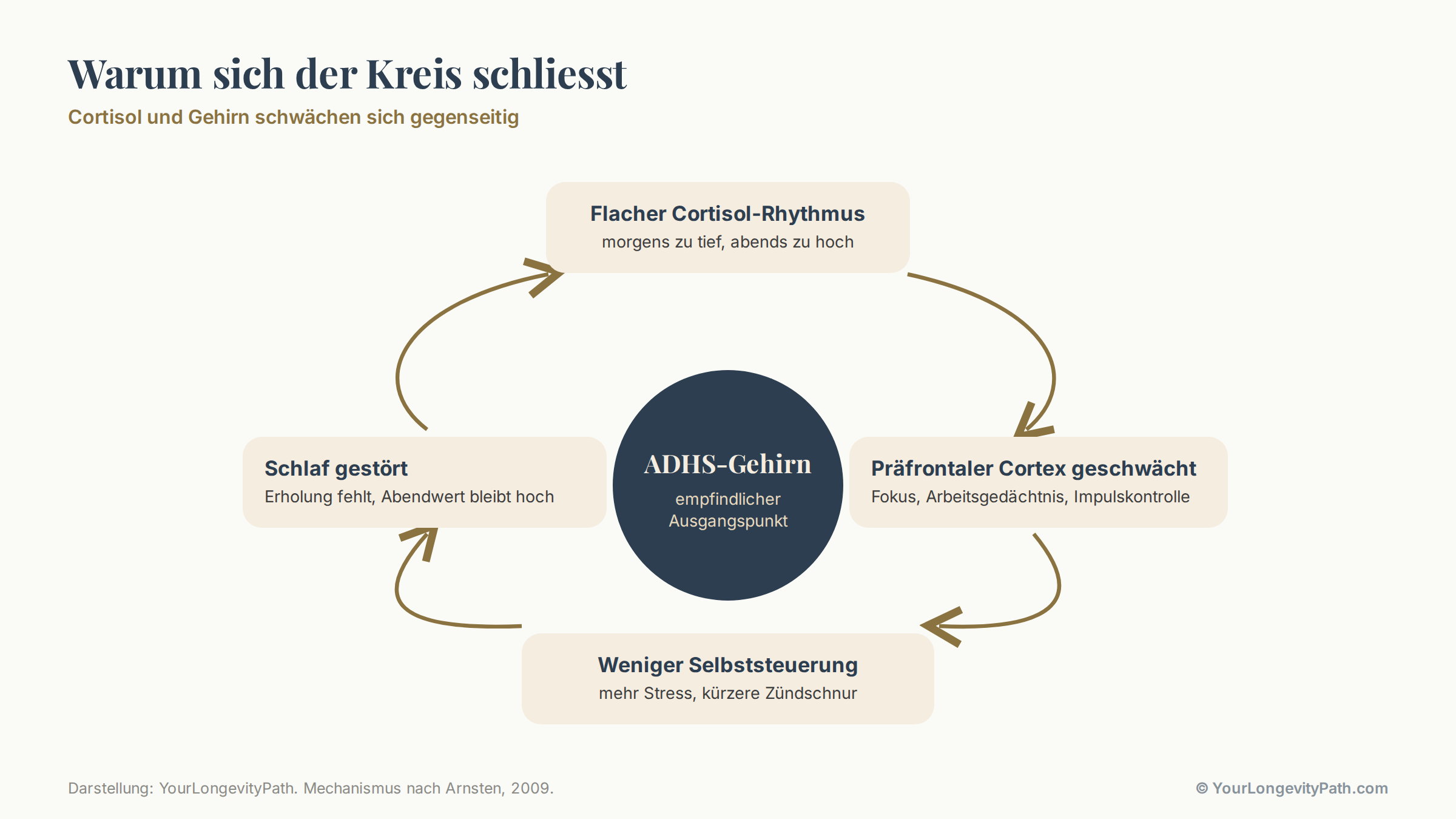 Infografik: Kreislauf-Darstellung. Flacher Cortisol-Rhythmus führt zu geschwächtem präfrontalem Cortex, dieser zu schwächerer Selbststeuerung und mehr Stress, dieser wiederum zu gestörtem Schlaf und noch flacherer Kurve. In der Mitte das ADHS-Gehirn als empfindlicher Ausgangspunkt.