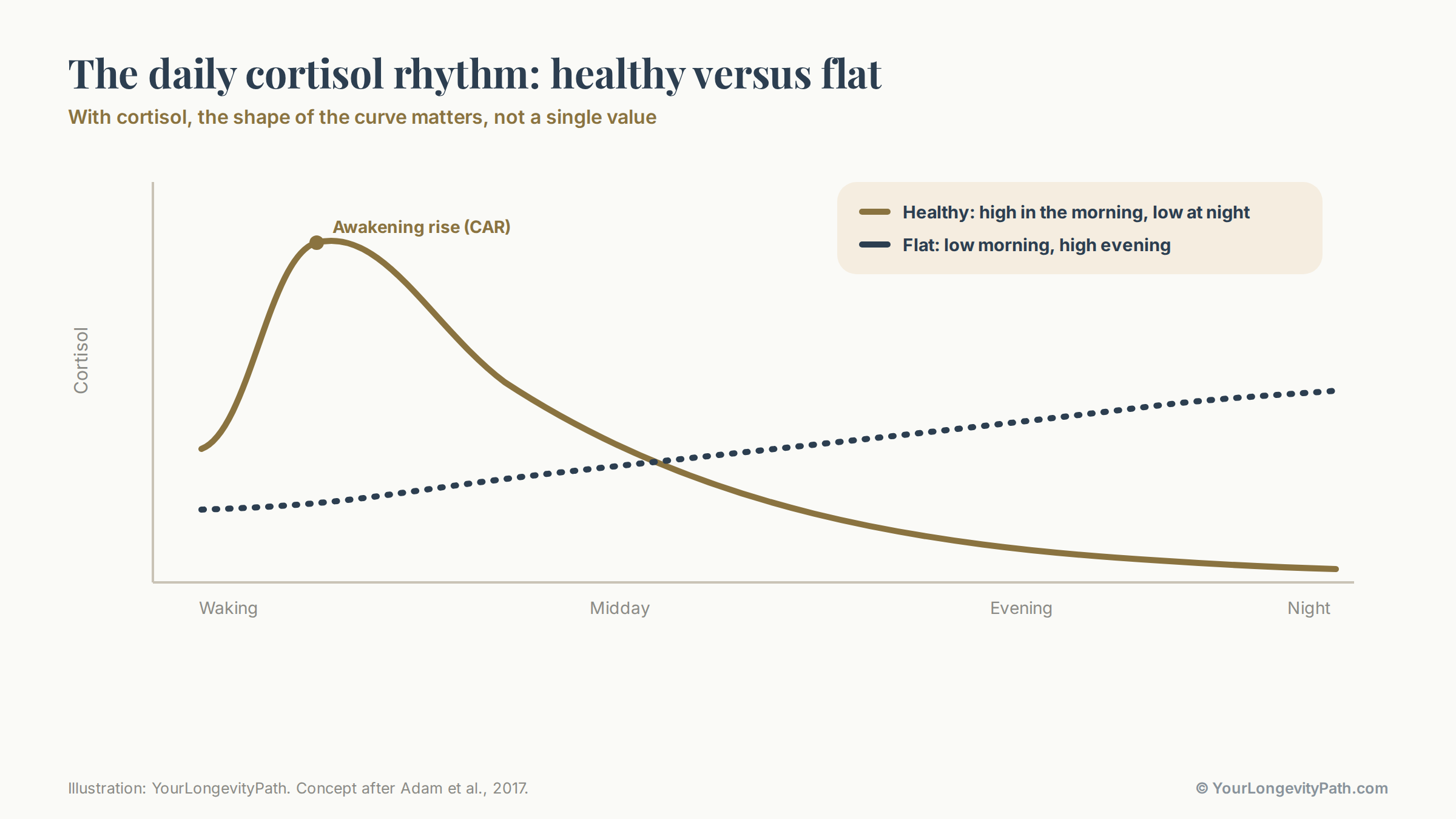 Infographic: comparison of two daily cortisol curves. On the left the healthy curve with a high morning peak shortly after waking and a low evening value. On the right the flat or reversed profile with a morning value that is too low and an evening value that is too high. Labelled with the everyday effects: hard waking up, afternoon slump, lying awake at night.