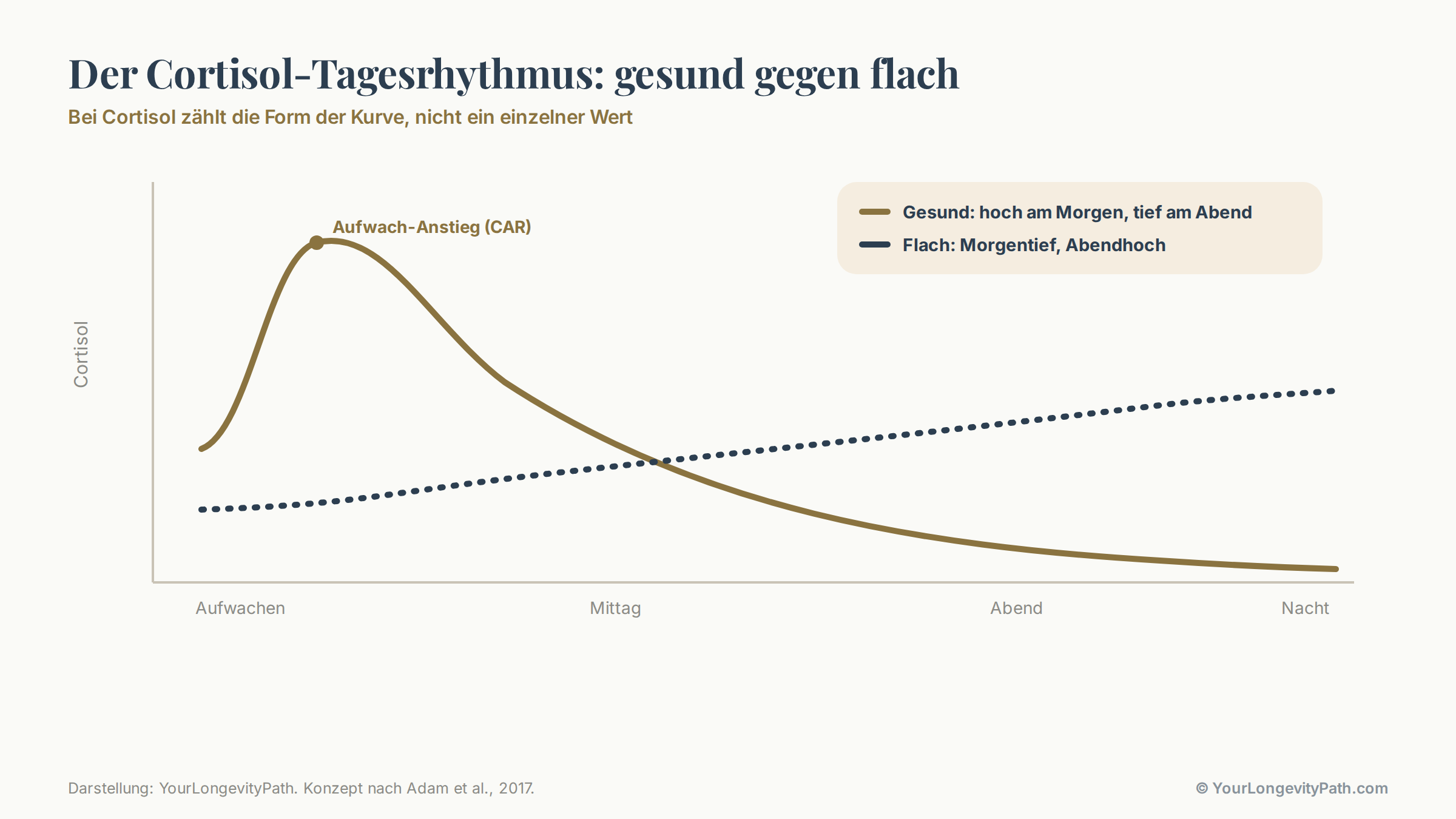 Infografik: Vergleich von zwei Cortisol-Tageskurven. Links die gesunde Kurve mit hohem Morgengipfel kurz nach dem Aufwachen und tiefem Abendwert. Rechts das flache oder umgekehrte Profil mit zu niedrigem Morgenwert und zu hohem Abendwert. Beschriftet mit den Alltagsfolgen: schweres Aufwachen, Nachmittagstief, Wachliegen am Abend.