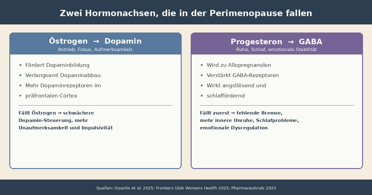 Infografik: Die zwei Hormonachsen in der Perimenopause. Links Östrogen, das Dopamin im präfrontalen Cortex stützt (Aufmerksamkeit, Fokus, Antrieb). Rechts Progesteron, das über Allopregnanolon den GABA-Botenstoff verstärkt (Ruhe, Schlaf, emotionale Stabilität). Beide fallen in der Perimenopause.
