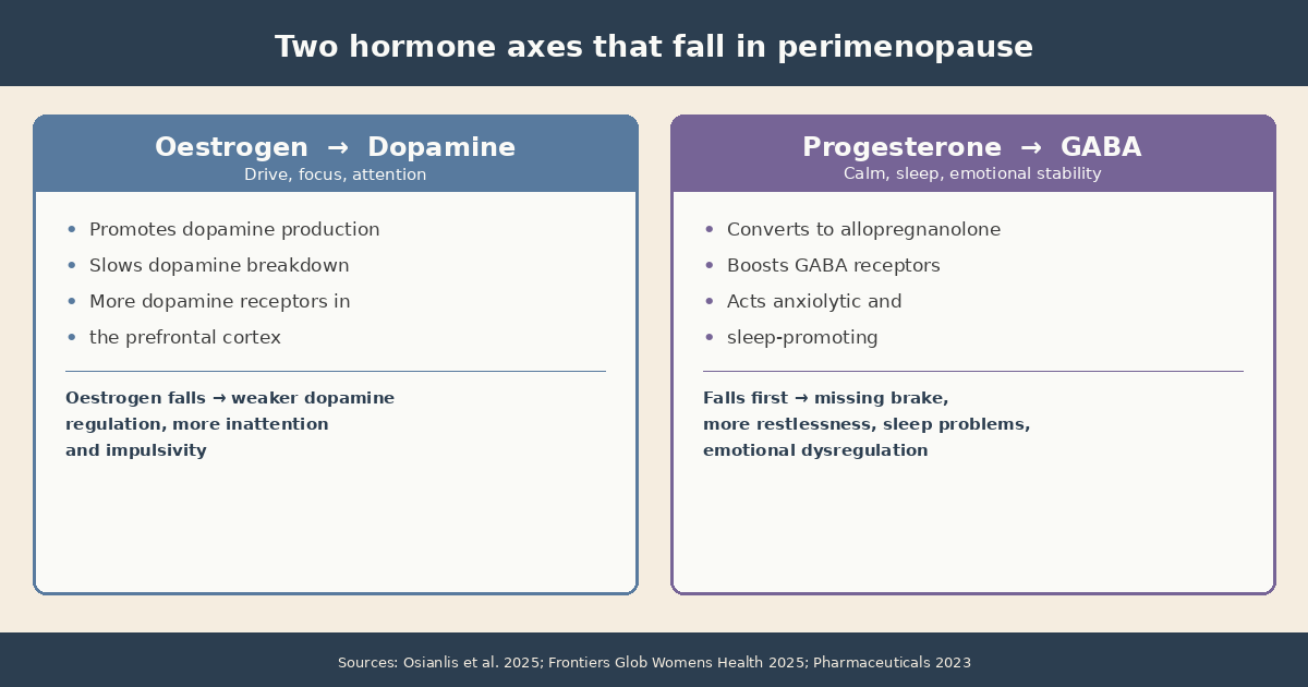 Infographic: The two hormone axes in perimenopause. On the left, oestrogen supporting dopamine in the prefrontal cortex (attention, focus, drive). On the right, progesterone boosting the GABA neurotransmitter via allopregnanolone (calm, sleep, emotional stability). Both fall in perimenopause.
