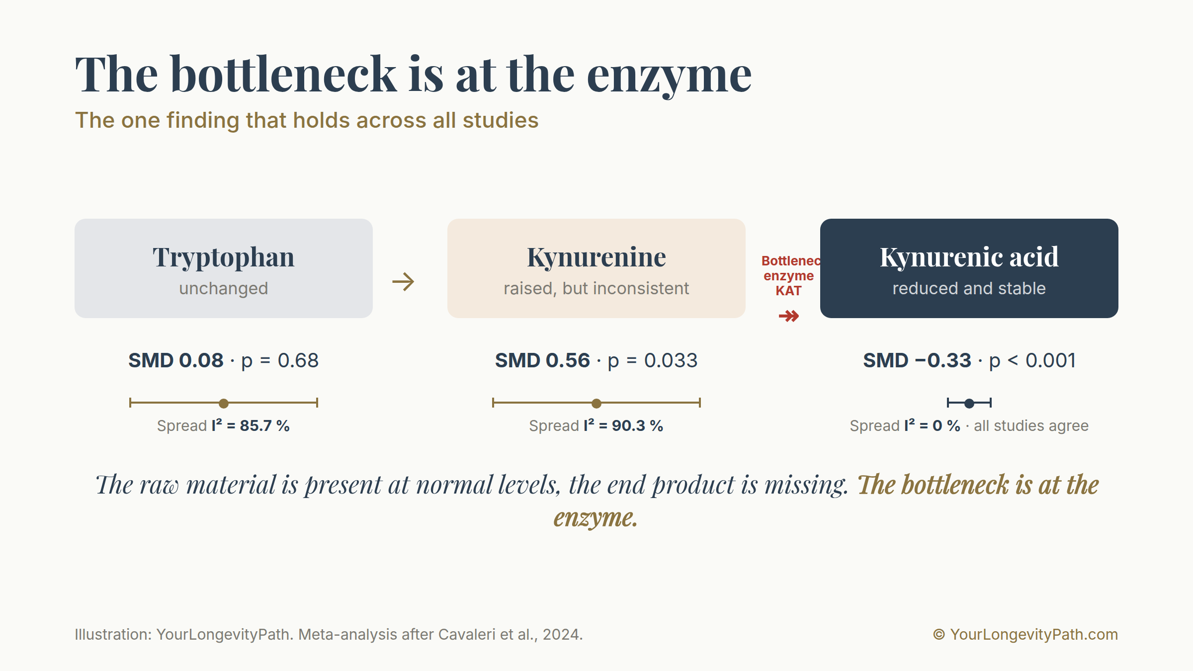 Infographic: tryptophan metabolism in ADHD as a chain with three stations. Tryptophan is unchanged, standardised mean difference 0.08 at p equals 0.68, with very large variation between studies of I-squared 85.7 per cent. Kynurenine is raised, standardised mean difference 0.56 at p equals 0.033, likewise with very large variation of 90.3 per cent. Kynurenic acid at the end of the chain is lowered, standardised mean difference minus 0.33 at p below 0.001, and with no variation between studies at all, I-squared equal to 0 per cent. Between kynurenine and kynurenic acid the bottleneck at the enzyme is marked. The raw material is present at normal levels, the end product is missing.