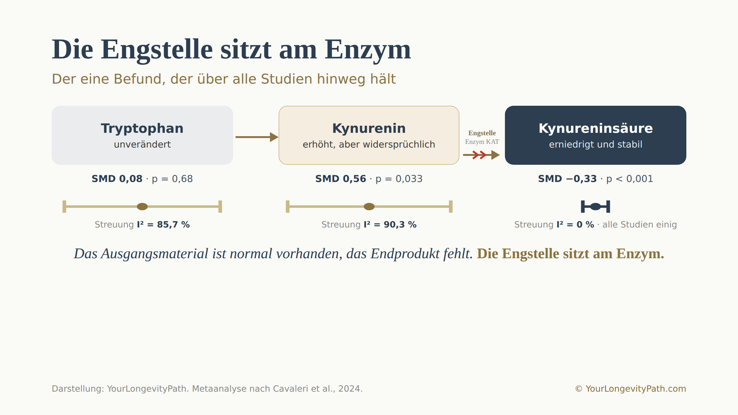 Infografik: Der Tryptophanstoffwechsel bei ADHS als Kette mit drei Stationen. Tryptophan ist unverändert, standardisierte Mittelwertdifferenz 0,08 bei p gleich 0,68, mit sehr grosser Streuung zwischen den Studien von I-Quadrat 85,7 Prozent. Kynurenin ist erhöht, standardisierte Mittelwertdifferenz 0,56 bei p gleich 0,033, ebenfalls mit sehr grosser Streuung von 90,3 Prozent. Kynureninsäure am Ende der Kette ist erniedrigt, standardisierte Mittelwertdifferenz minus 0,33 bei p kleiner 0,001, und dabei ohne jede Streuung zwischen den Studien, I-Quadrat gleich 0 Prozent. Zwischen Kynurenin und Kynureninsäure ist der Engpass am Enzym markiert. Das Ausgangsmaterial ist normal vorhanden, das Endprodukt fehlt.