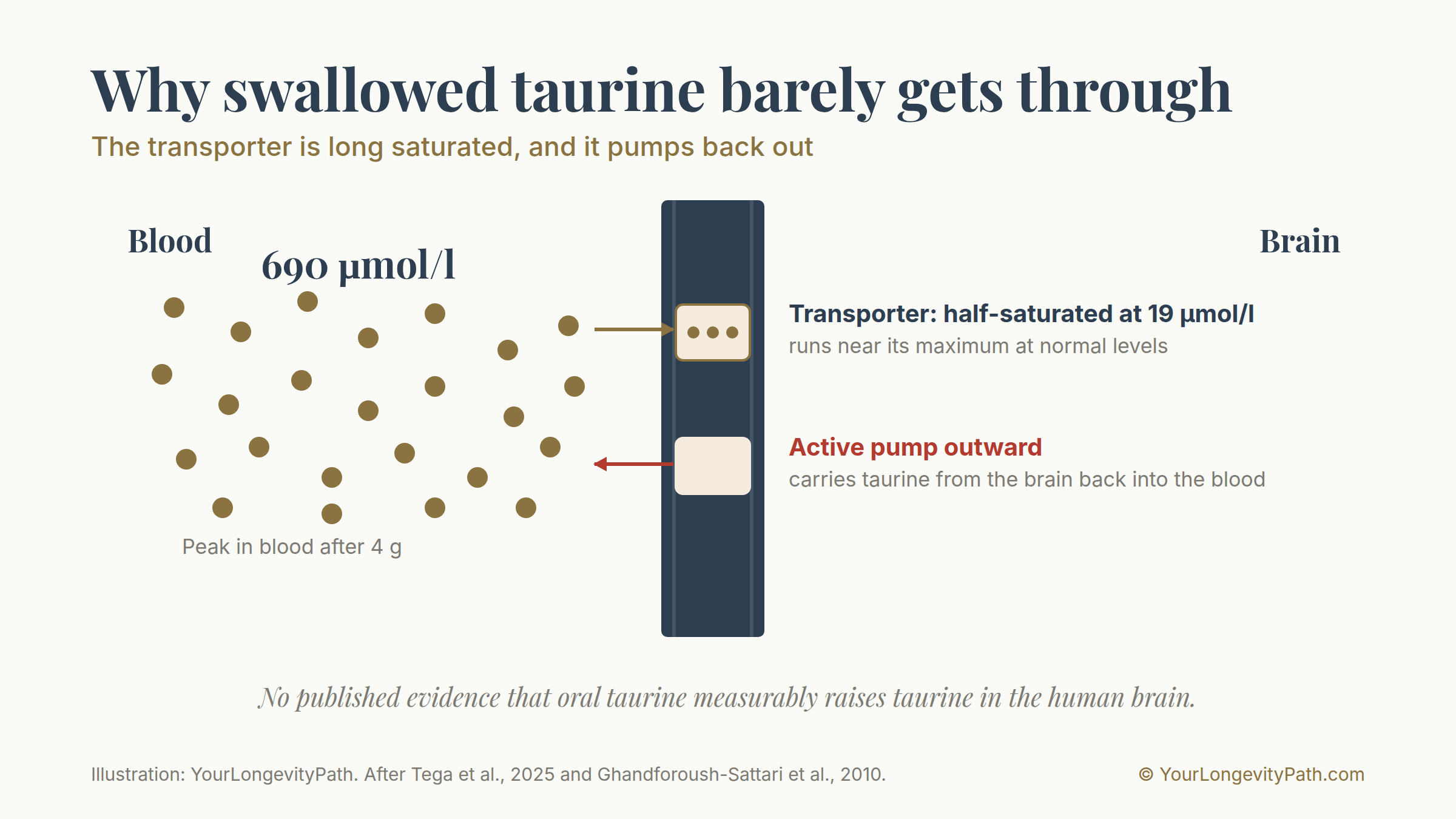 Infographic: why swallowed taurine barely reaches the brain. Cross-section through the blood-brain barrier with the blood side on the left and the brain side on the right. On the blood side, taurine reaches a peak of about 690 micromoles per litre after four grams. The transporter in the barrier is already half-saturated at 19 micromoles per litre and therefore runs near its maximum even at normal levels. A second transport route actively carries taurine from the brain back into the blood. There is no published evidence that oral taurine measurably raises taurine in the human brain.