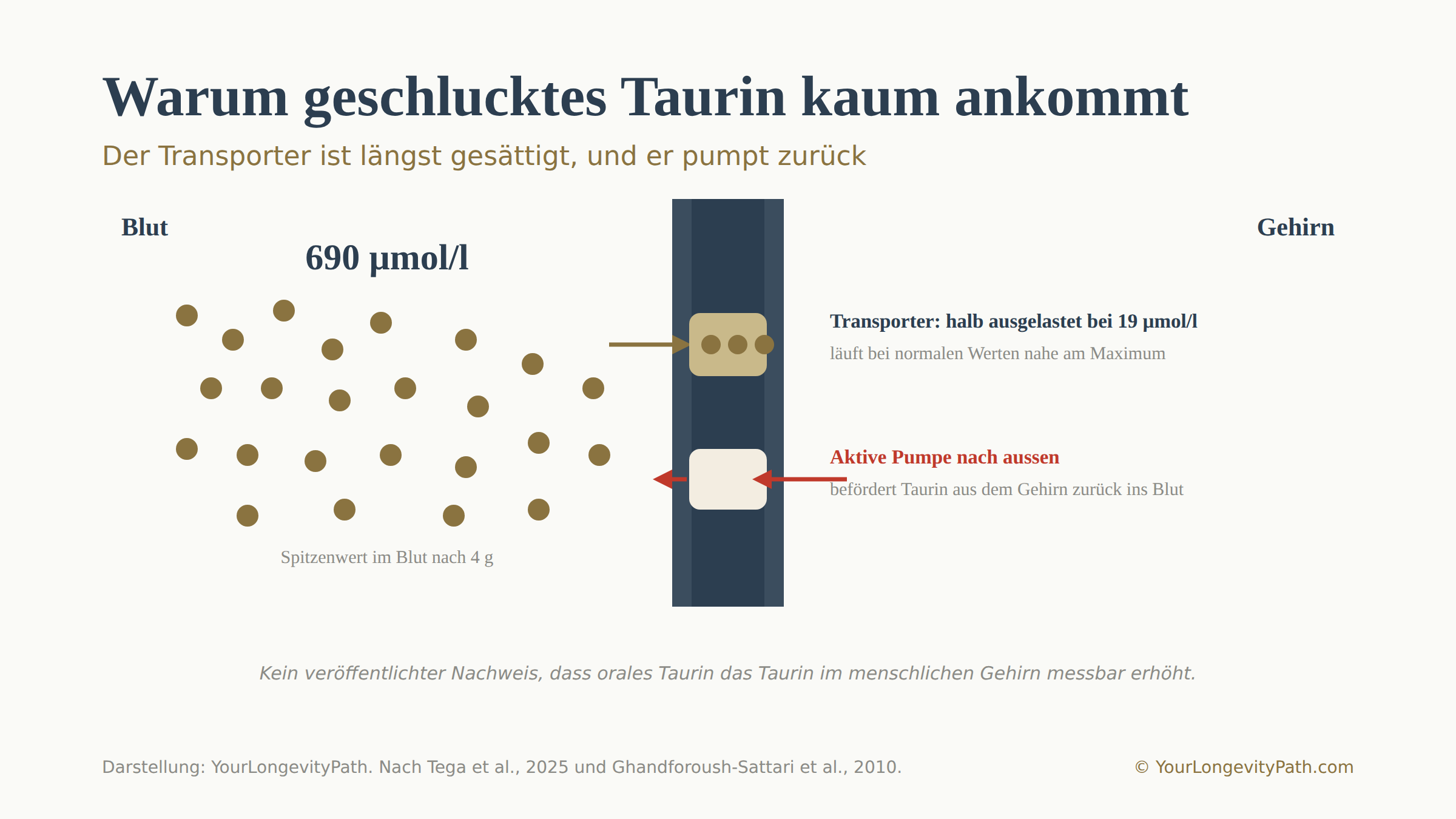 Infografik: Warum geschlucktes Taurin das Gehirn kaum erreicht. Querschnitt durch die Blut-Hirn-Schranke mit der Blutseite links und der Gehirnseite rechts. Auf der Blutseite erreicht Taurin nach vier Gramm einen Spitzenwert von etwa 690 Mikromol pro Liter. Der Transporter in der Schranke ist bereits bei 19 Mikromol pro Liter zur Hälfte ausgelastet und läuft damit schon bei normalen Werten nahe an seinem Maximum. Ein zweiter Transportweg befördert Taurin aktiv aus dem Gehirn zurück ins Blut. Es gibt keinen veröffentlichten Nachweis, dass orales Taurin das Taurin im menschlichen Gehirn messbar erhöht.