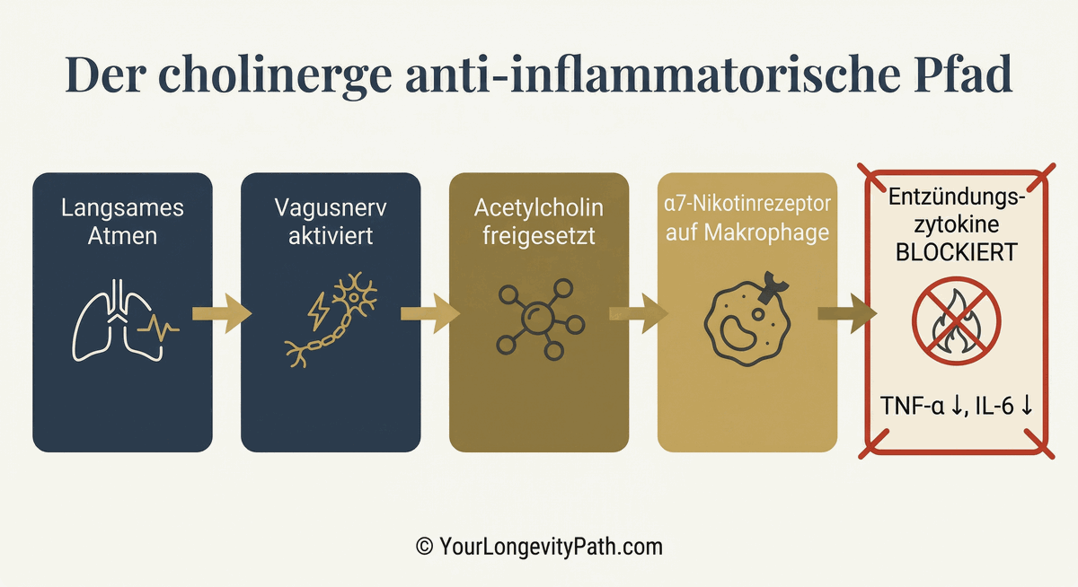 Infografik: Der cholinerge anti-inflammatorische Pfad in 5 Schritten. Langsames Atmen → Vagusnerv aktiviert → Acetylcholin freigesetzt → α7-Nikotinrezeptor auf Makrophage → Entzündungszytokine blockiert (TNF-α und IL-6 sinken).