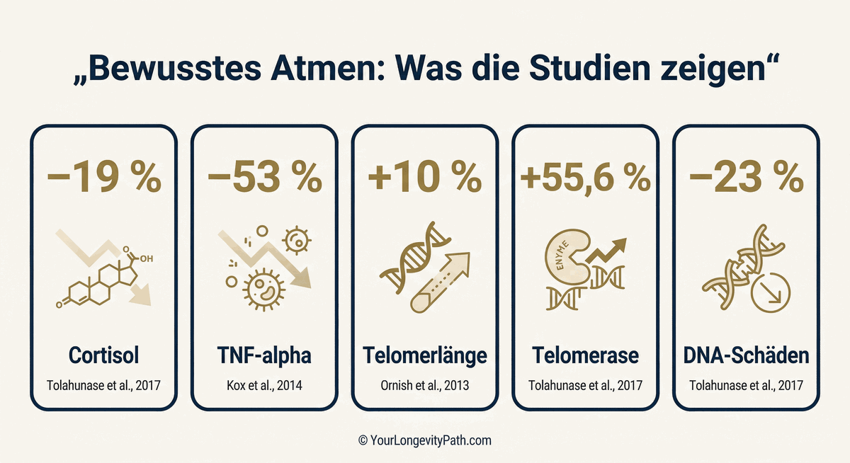 Infografik: Studienergebnisse zu bewusstem Atmen. Fünf Karten: −19% Cortisol (Tolahunase et al., 2017), −53% TNF-alpha (Kox et al., 2014), +10% Telomerlänge (Ornish et al., 2013), +55,6% Telomerase (Tolahunase et al., 2017), −23% DNA-Schäden (Tolahunase et al., 2017).