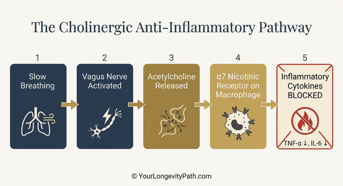 Infographic: The cholinergic anti-inflammatory pathway in 5 steps. Slow Breathing → Vagus Nerve Activated → Acetylcholine Released → α7 Nicotinic Receptor on Macrophage → Inflammatory Cytokines BLOCKED (TNF-α and IL-6 reduced).