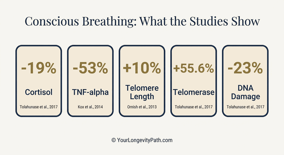 Infographic: Study results on conscious breathing. Five cards: −19% Cortisol (Tolahunase et al., 2017), −53% TNF-alpha (Kox et al., 2014), +10% Telomere Length (Ornish et al., 2013), +55.6% Telomerase (Tolahunase et al., 2017), −23% DNA Damage (Tolahunase et al., 2017).