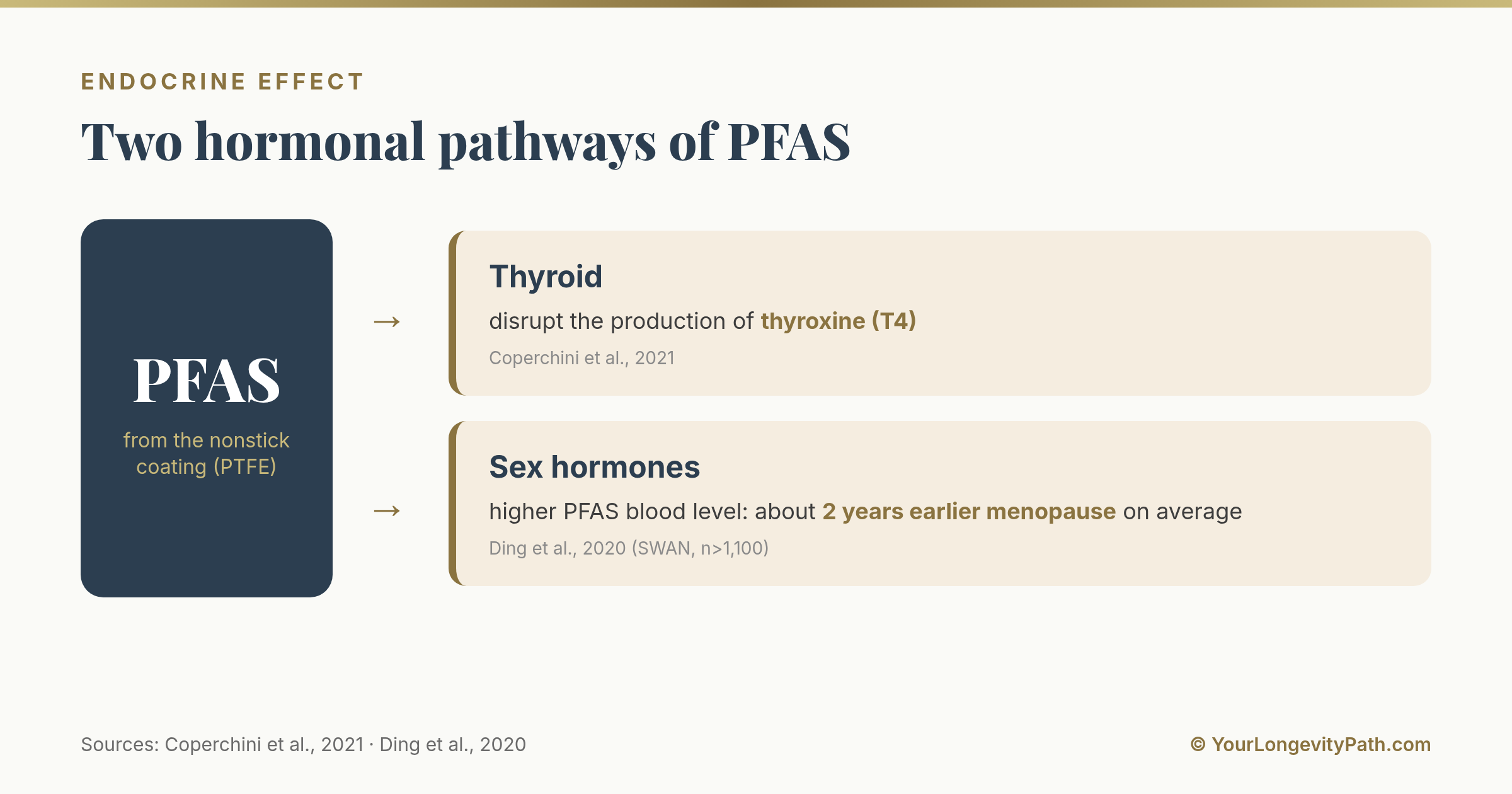 Infographic: Two documented pathways of PFAS on the hormone system, the disruption of thyroid hormone production (T4) and the link to menopause arriving about two years earlier.
