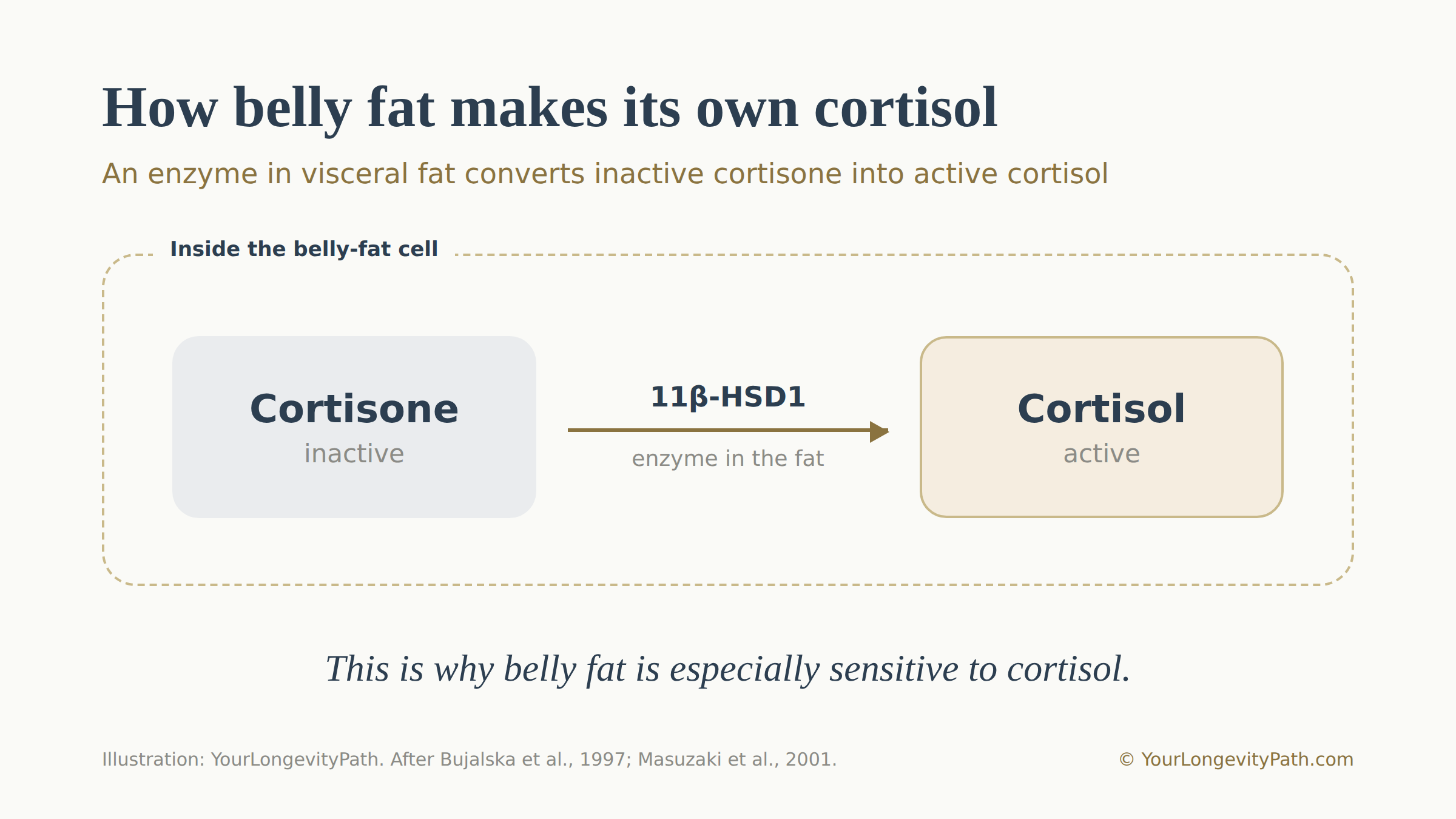 Infographic: cross-section of the abdomen with the visceral fat around the organs. A zoomed-in fat-cell symbol shows the enzyme 11β-HSD1 converting inactive cortisone into active cortisol. Label: belly fat makes part of its own cortisol.