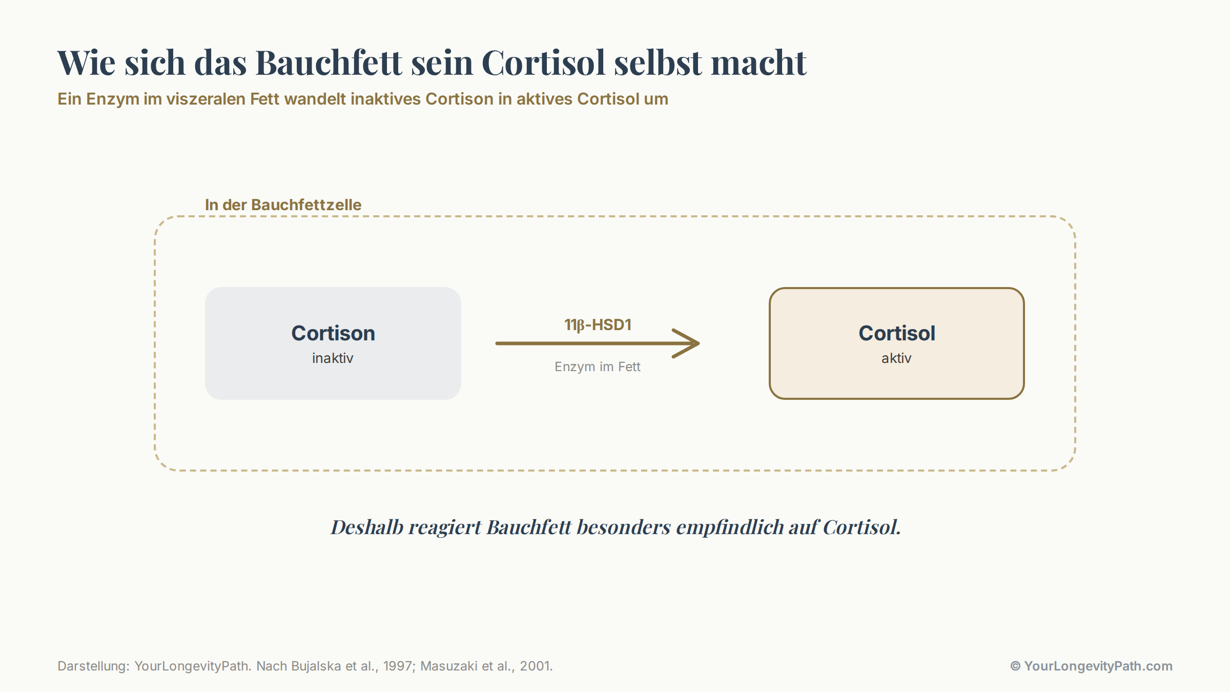 Infografik: Querschnitt des Bauchraums mit dem viszeralen Fett um die Organe. Ein herausgezoomtes Fettzell-Symbol zeigt das Enzym 11β-HSD1, das inaktives Cortison in aktives Cortisol umwandelt. Beschriftung: Bauchfett macht sich sein Cortisol teilweise selbst.