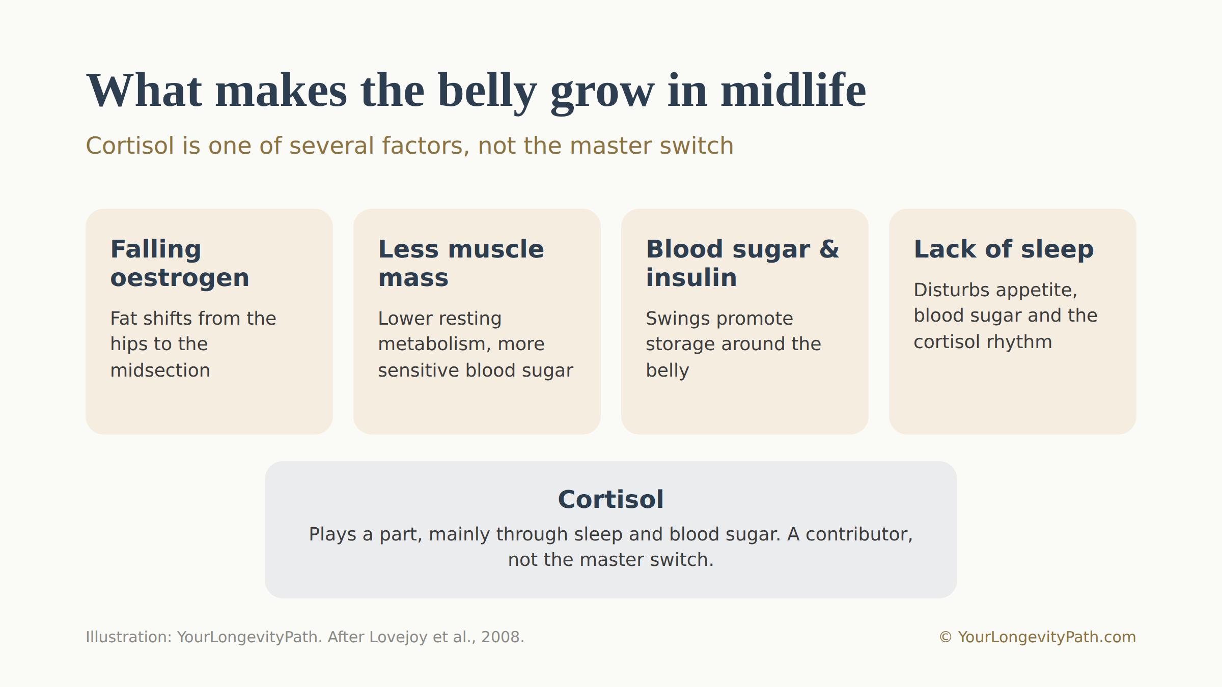 Infographic: four drivers of the midlife belly as equal cards. Falling oestrogen (fat shifts to the middle), less muscle mass (lower resting metabolism), blood sugar and insulin, lack of sleep. Cortisol as a fifth, smaller card at the edge, labelled: a contributor, not the master switch.