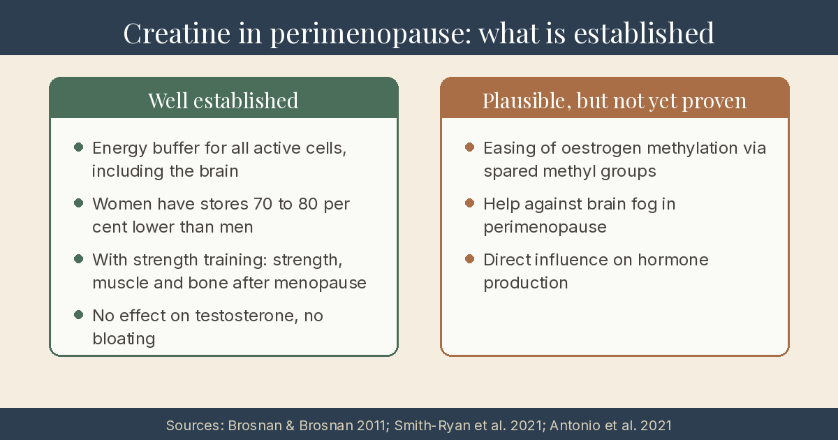Infographic: What is and is not established for creatine in perimenopause. Well established are the energy buffer for all active cells including the brain, the 70 to 80 per cent lower stores in women, the benefit for strength, muscle and bone with strength training, and the absent effect on testosterone. Plausible but not yet proven are the easing of oestrogen methylation, the help against brain fog, and a direct influence on hormone production.