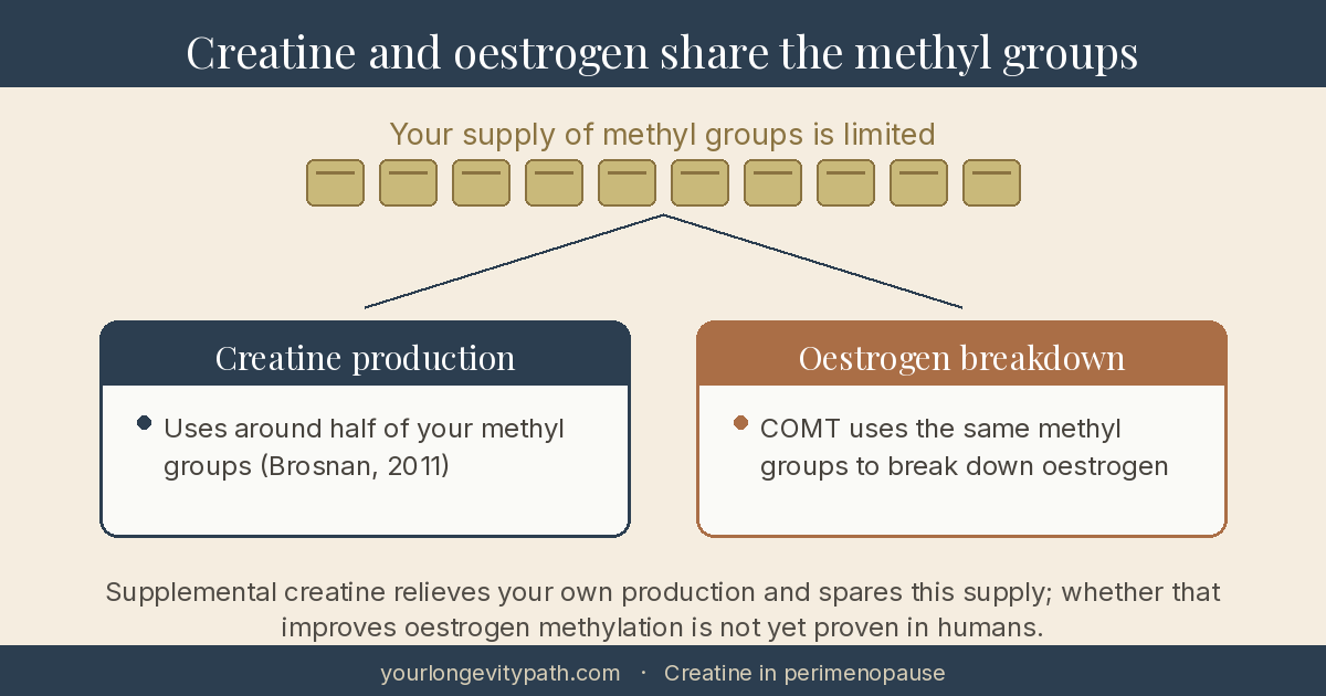 Infographic: Creatine and oestrogen share the methyl groups. Your supply of methyl groups is limited. Your body's own creatine production uses around half of them, and the same methyl groups are needed by the enzyme COMT to break down oestrogen. Supplemental creatine relieves your own production; whether that improves oestrogen methylation is not yet proven in humans.