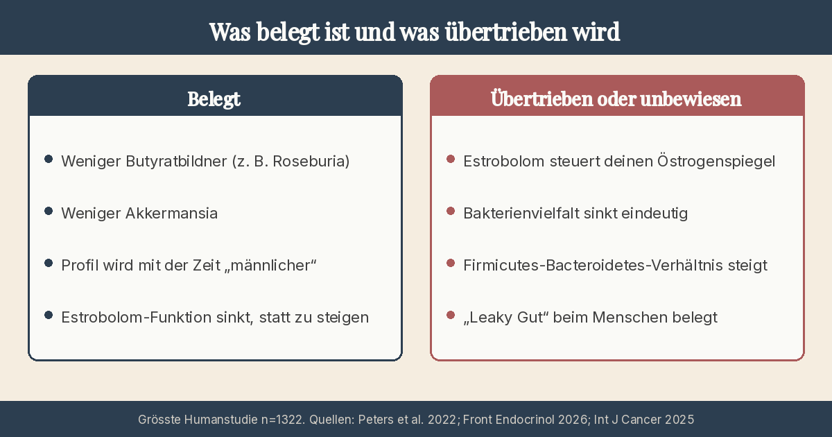 Infografik: Gegenüberstellung in zwei Spalten. Links „Belegt“: weniger Butyratbildner wie Roseburia, weniger Akkermansia, das Profil wird mit der Zeit männlicher, die Estrobolom-Funktion sinkt. Rechts „Übertrieben oder unbewiesen“: das Estrobolom steuert den Östrogenspiegel, die Bakterienvielfalt sinkt eindeutig, das Firmicutes-Bacteroidetes-Verhältnis steigt, Leaky Gut ist beim Menschen belegt.