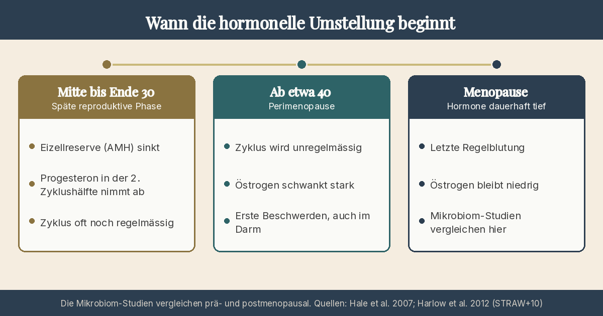 Infografik: Zeitlinie der hormonellen Umstellung in drei Phasen. Mitte bis Ende 30 (späte reproduktive Phase): Eizellreserve und Progesteron sinken, Zyklus oft noch regelmässig. Ab etwa 40 (Perimenopause): Zyklus wird unregelmässig, Östrogen schwankt stark, erste Beschwerden auch im Darm. Menopause: letzte Regelblutung, Östrogen bleibt niedrig.