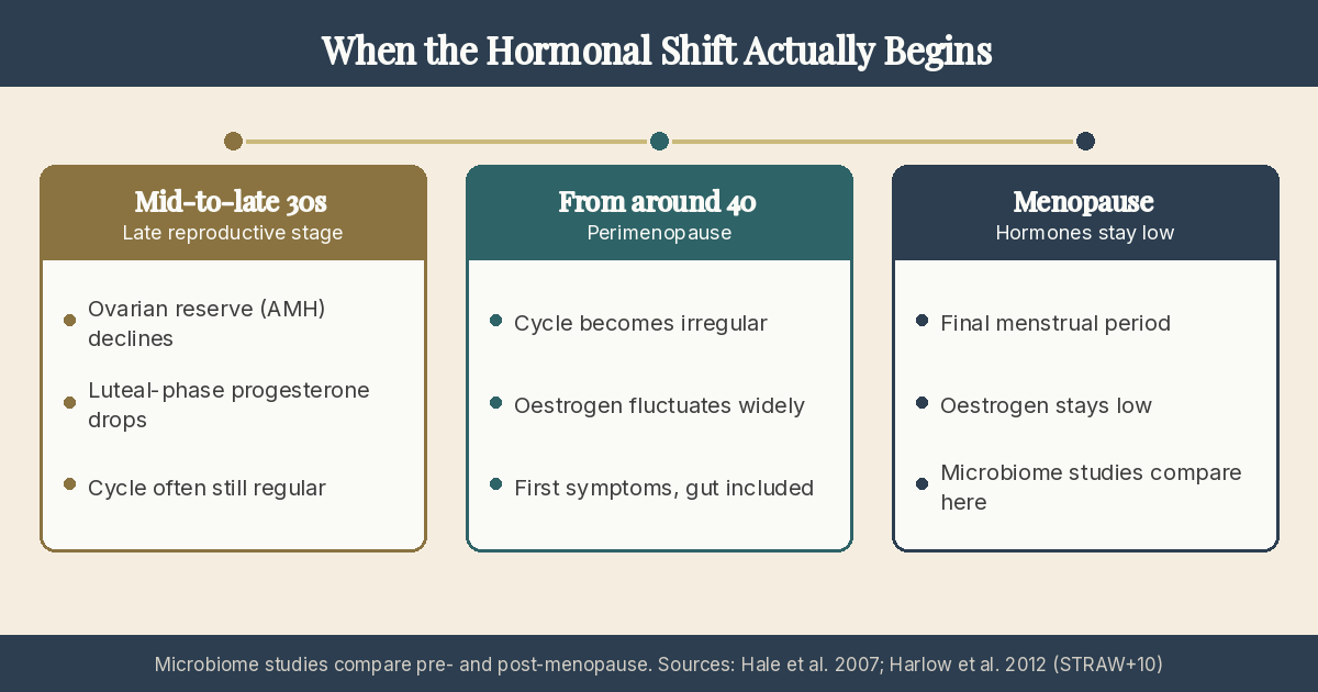 Infographic: Timeline of the hormonal shift in three stages. Mid-to-late 30s (late reproductive stage): ovarian reserve and progesterone decline, cycle often still regular. From around 40 (perimenopause): cycle becomes irregular, oestrogen fluctuates widely, first symptoms including the gut. Menopause: final menstrual period, oestrogen stays low.