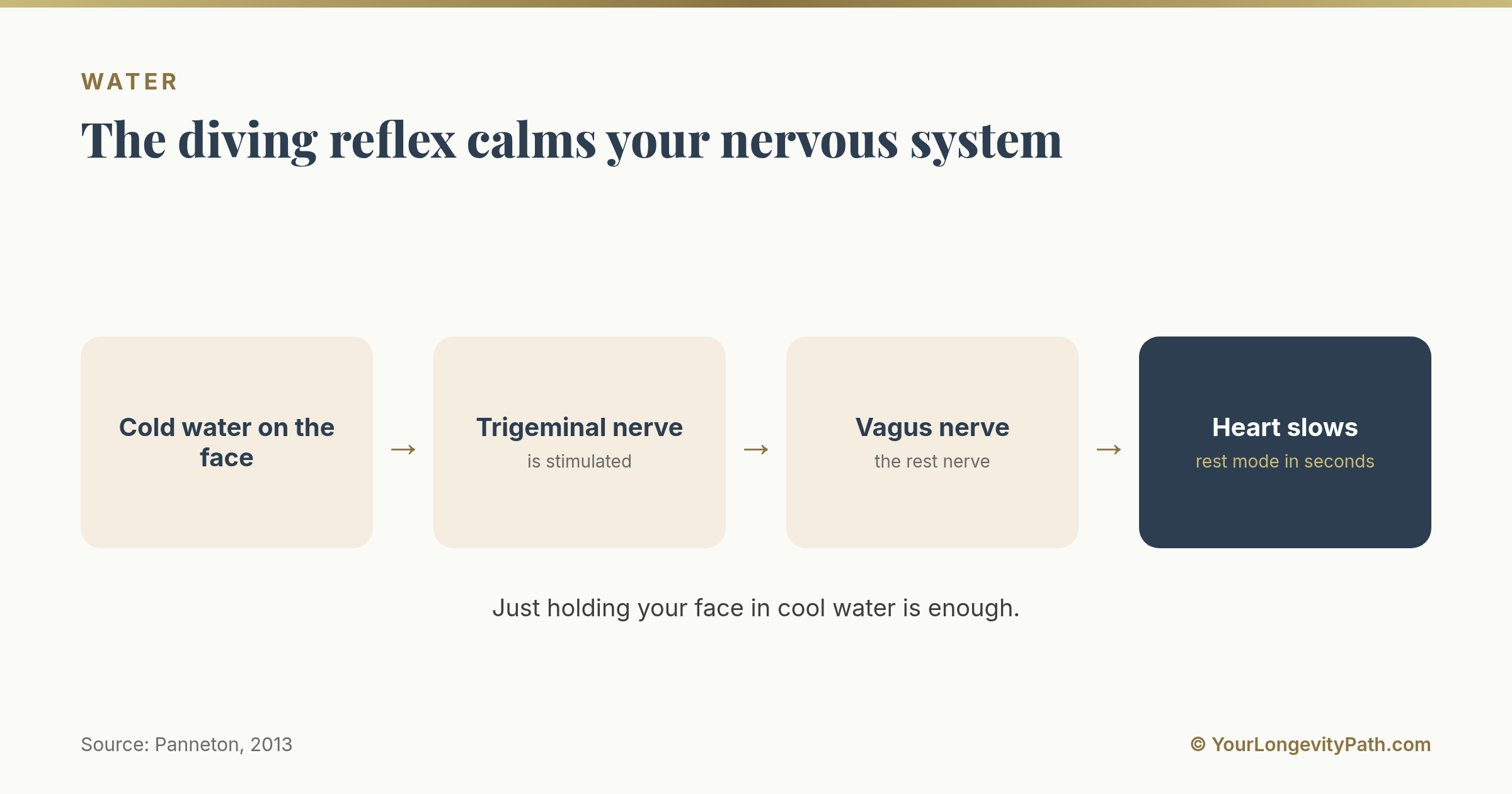 Infographic: The diving reflex, cold water on the face stimulates the trigeminal nerve, which activates the vagus nerve, the heart slows, and the body switches into rest mode.