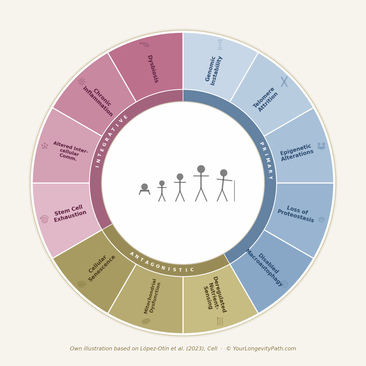The 12 Hallmarks of Aging: A circular diagram showing the three categories of aging mechanisms — five primary hallmarks (blue), three antagonistic hallmarks (gold), and four integrative hallmarks (pink). Silhouettes in the center represent the different stages of life. Own illustration based on López-Otín et al. (2023), Cell.