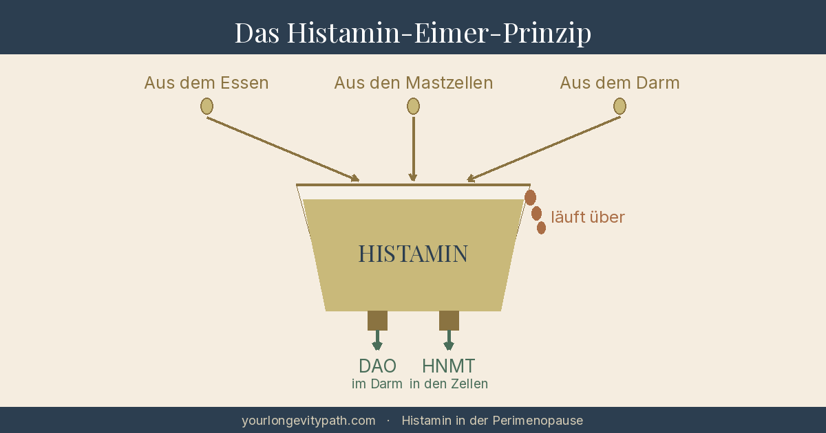 Infografik: Das Histamin-Eimer-Prinzip. Von oben tropft Histamin aus drei Quellen in einen Eimer: aus dem Essen, aus den körpereigenen Mastzellen und aus dem Darm. Unten bauen zwei Enzyme das Histamin wieder ab, DAO im Darm und HNMT in den Zellen. Beschwerden entstehen, wenn mehr hineinkommt, als abfliessen kann, und der Eimer überläuft.