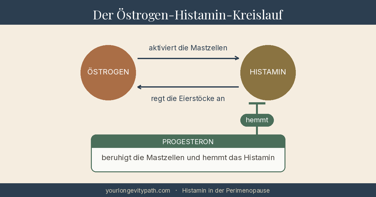 Infografik: Der Östrogen-Histamin-Kreislauf. Östrogen aktiviert die Mastzellen, die mehr Histamin freisetzen. Histamin regt umgekehrt die Eierstöcke an, mehr Östrogen zu bilden, ein sich verstärkender Kreislauf. Progesteron beruhigt die Mastzellen und hemmt das Histamin.