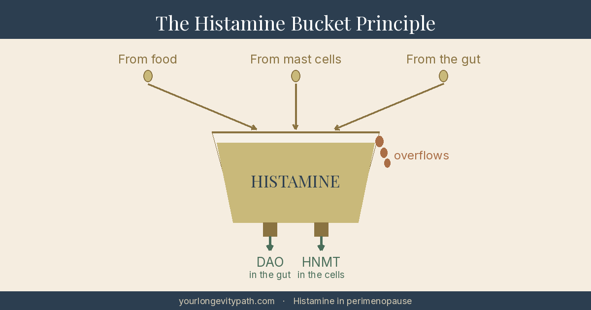 Infographic: The histamine bucket principle. From the top, histamine drips into a bucket from three sources: from food, from the body's own mast cells, and from the gut. At the bottom two enzymes break the histamine down again, DAO in the gut and HNMT in the cells. Complaints arise when more comes in than can drain away, and the bucket overflows.