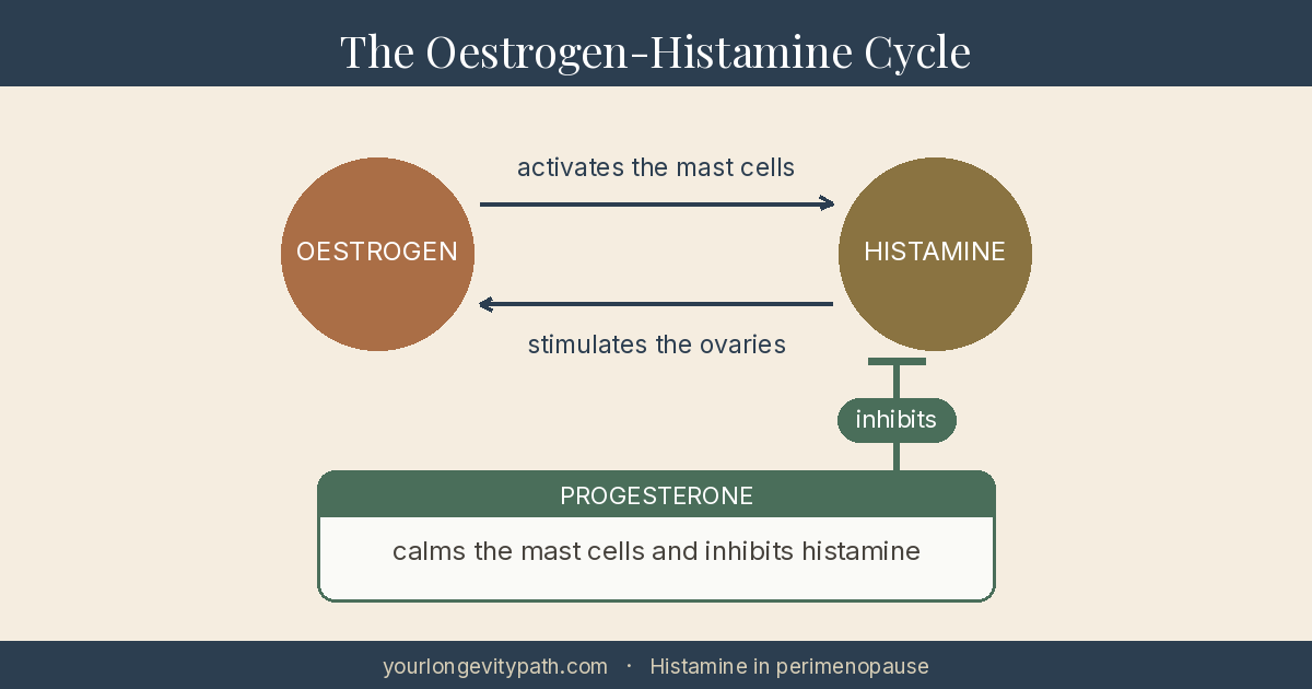 Infographic: The oestrogen-histamine cycle. Oestrogen activates the mast cells, which release more histamine. In turn, histamine stimulates the ovaries to produce more oestrogen, a self-reinforcing loop. Progesterone calms the mast cells and inhibits histamine.