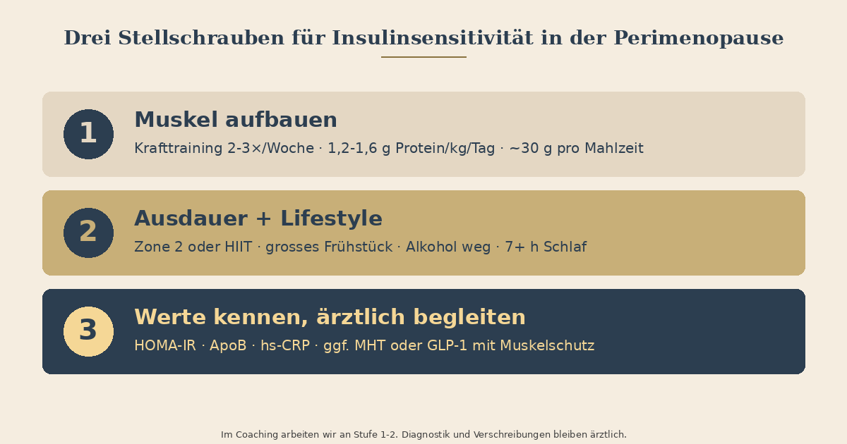 Infografik: Drei Stellschrauben für Insulinsensitivität in der Perimenopause. Stufe 1 Muskel aufbauen (Krafttraining 2-3x/Woche, 1,2-1,6 g Protein/kg/Tag, 30 g pro Mahlzeit). Stufe 2 Ausdauer und Lifestyle (Zone 2 oder HIIT, grosses Frühstück, Alkohol weglassen, 7+ Stunden Schlaf). Stufe 3 Werte kennen und ärztlich begleiten (HOMA-IR, ApoB, hs-CRP, ggf. HRT oder Medikation).