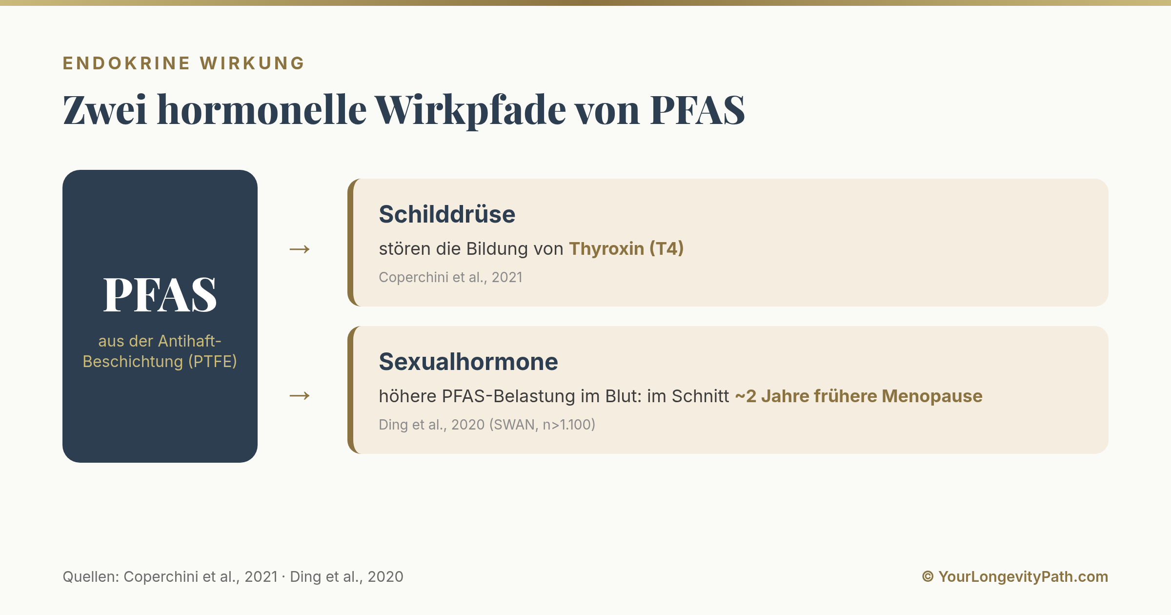 Infografik: Zwei belegte Wirkpfade von PFAS auf das Hormonsystem, die Störung der Schilddrüsenhormon-Bildung (T4) und die Verknüpfung mit einem rund zwei Jahre früheren Menopause-Eintritt.