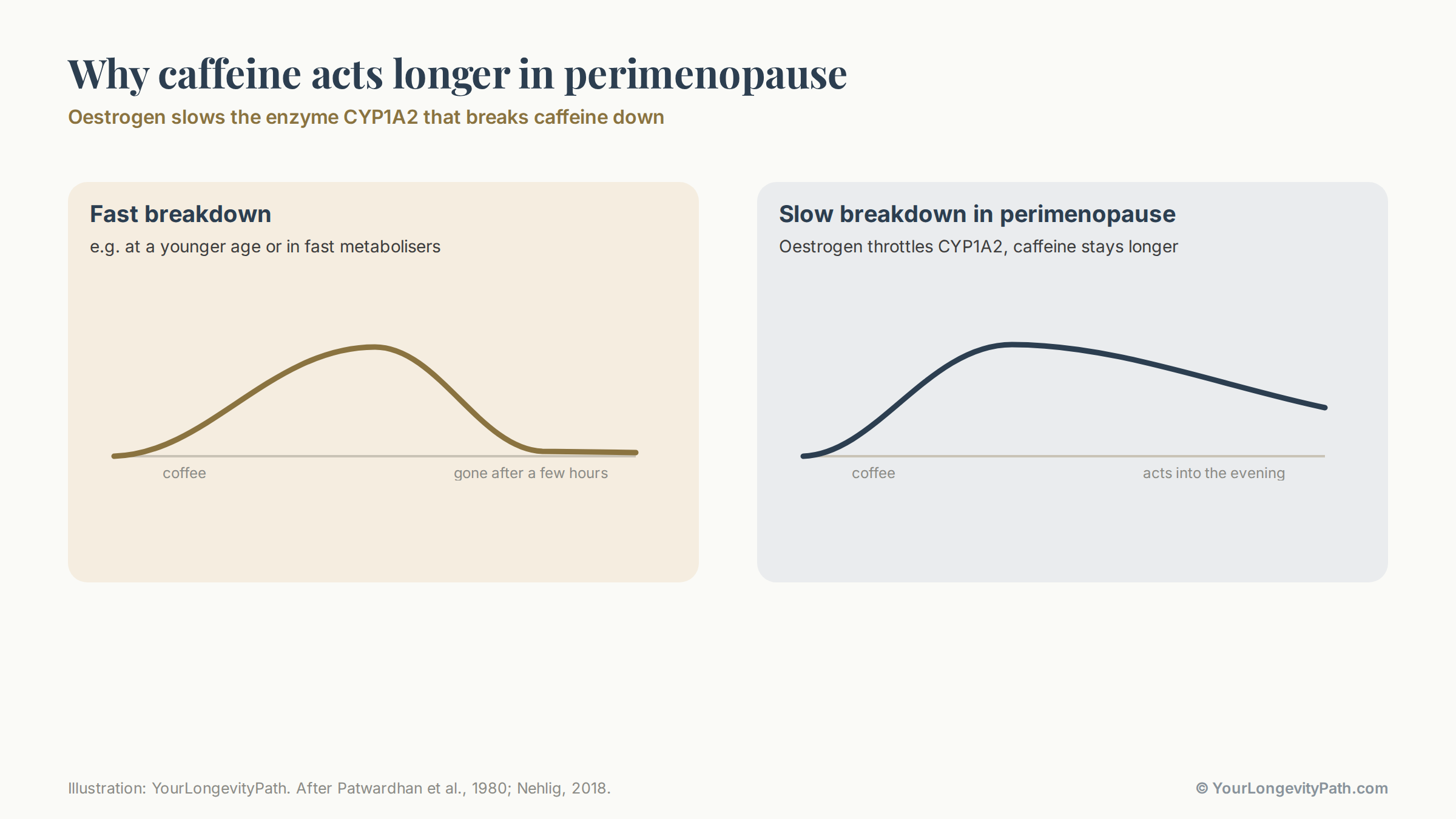 Infographic: comparison of two clocks. On the left the fast metaboliser, where caffeine is cleared after a few hours. On the right the slow situation in perimenopause, where oestrogen slows the enzyme CYP1A2 and caffeine stays in the body much longer.