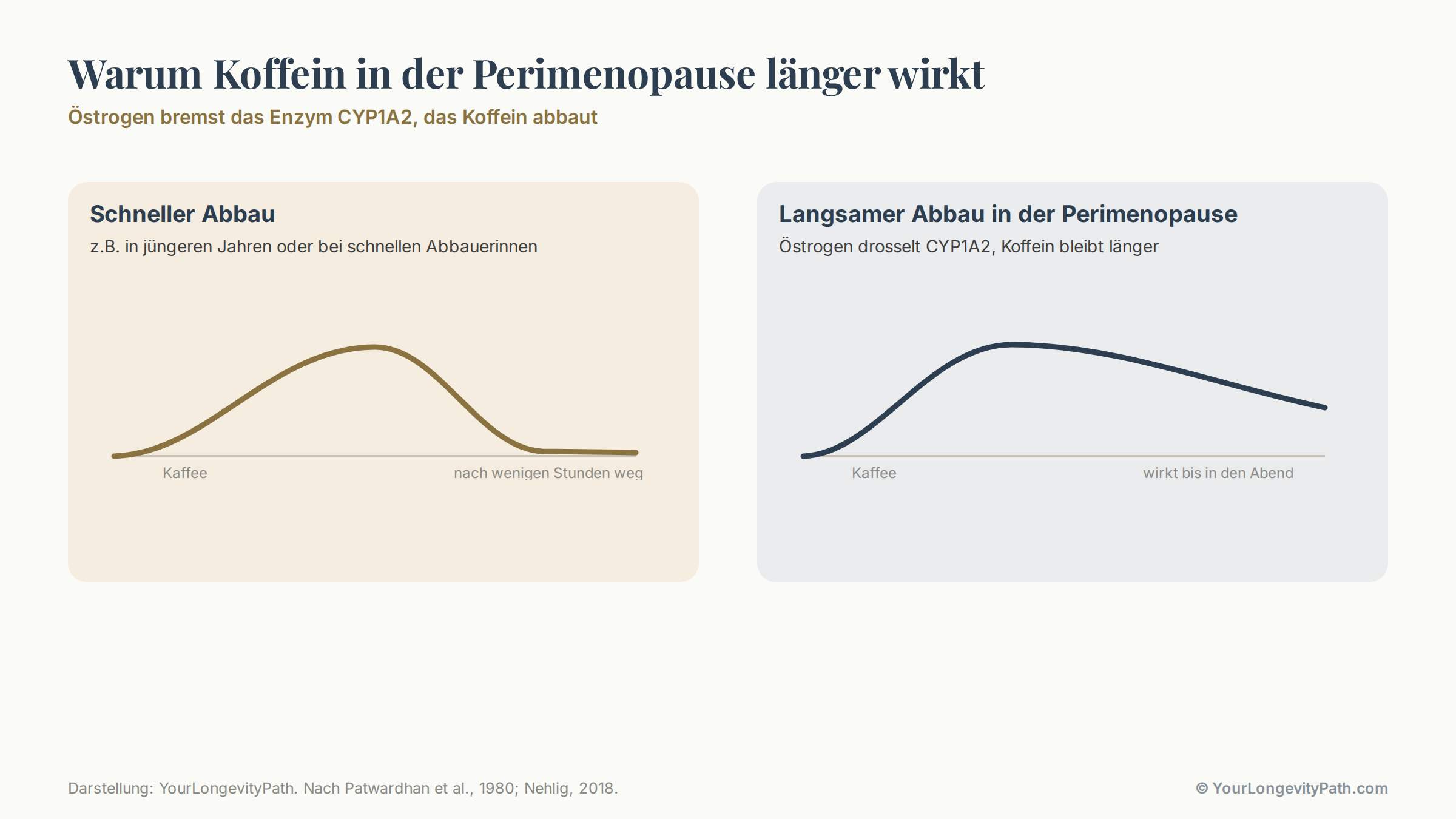 Infografik: Vergleich von zwei Uhren. Links die schnelle Abbauerin, bei der Koffein nach wenigen Stunden abgebaut ist. Rechts die langsame Situation in der Perimenopause, in der Östrogen das Enzym CYP1A2 bremst und Koffein viel länger im Körper bleibt.