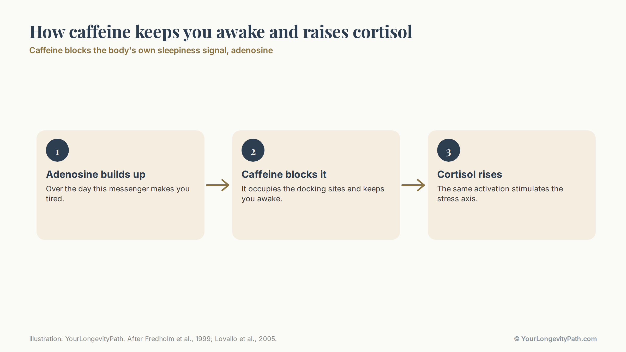 Infographic: a three-step sequence. Step 1: adenosine builds up over the day and makes you tired. Step 2: caffeine blocks the docking sites and keeps you awake. Step 3: the same activation stimulates the stress axis, cortisol rises.