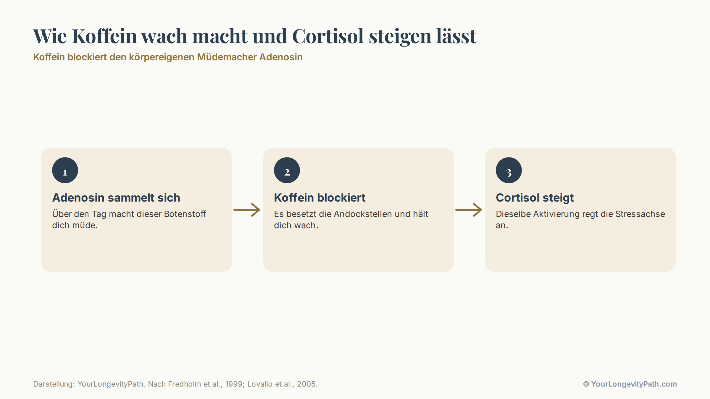 Infografik: Ablauf in drei Schritten. Schritt 1: Über den Tag sammelt sich Adenosin an und macht müde. Schritt 2: Koffein blockiert die Andockstellen und hält wach. Schritt 3: Dieselbe Aktivierung regt die Stressachse an, Cortisol steigt.
