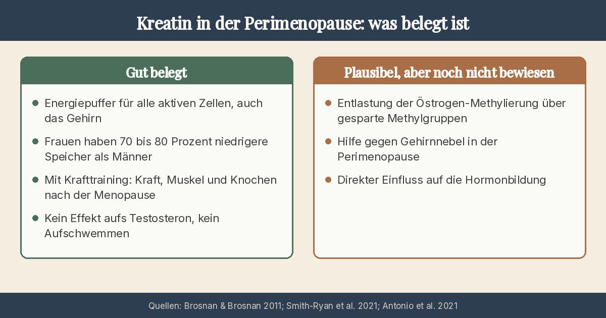 Infografik: Was bei Kreatin in der Perimenopause belegt ist und was nicht. Gut belegt sind der Energiepuffer für alle aktiven Zellen inklusive Gehirn, die 70 bis 80 Prozent niedrigeren Speicher bei Frauen, der Nutzen für Kraft, Muskel und Knochen mit Krafttraining und der fehlende Effekt aufs Testosteron. Plausibel, aber noch nicht bewiesen sind die Entlastung der Östrogen-Methylierung, die Hilfe gegen Gehirnnebel und ein direkter Einfluss auf die Hormonbildung.
