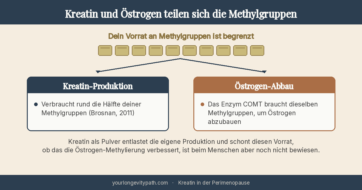 Infografik: Kreatin und Östrogen teilen sich die Methylgruppen. Dein Vorrat an Methylgruppen ist begrenzt. Die körpereigene Kreatin-Produktion verbraucht rund die Hälfte davon, und dieselben Methylgruppen braucht das Enzym COMT, um Östrogen abzubauen. Kreatin als Pulver entlastet die eigene Produktion, ob das die Östrogen-Methylierung verbessert, ist beim Menschen aber noch nicht bewiesen.