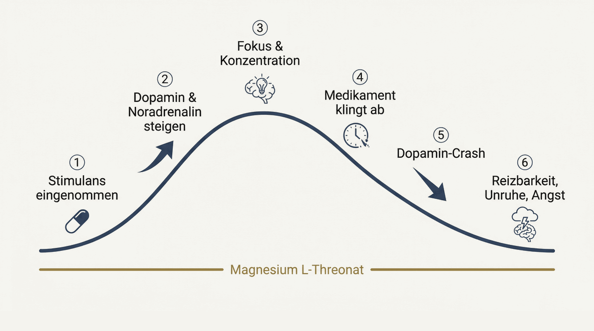 Infografik: Der Rebound-Zyklus bei ADHS-Stimulanzien in 6 Schritten. Von Stimulans-Einnahme über Dopamin-Anstieg und Fokus bis zum Dopamin-Crash mit Reizbarkeit, Unruhe und Angst. Die goldene Basislinie zeigt, wo Magnesium L-Threonat stabilisierend wirkt.