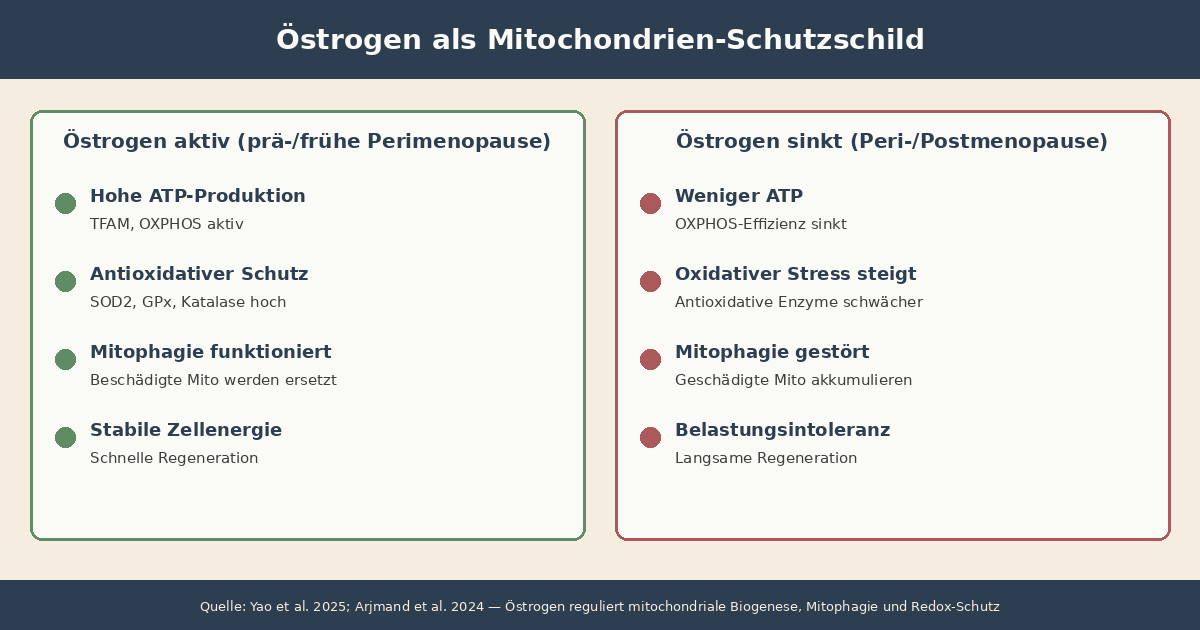Infografik: Östrogen als Mitochondrien-Schutzschild. Links Östrogen aktiv mit hoher ATP-Produktion, geringer oxidativer Stress, intakte Mitochondrien-Biogenese; rechts Östrogen sinkt mit weniger ATP, mehr oxidativem Stress und gestörter Mitophagie