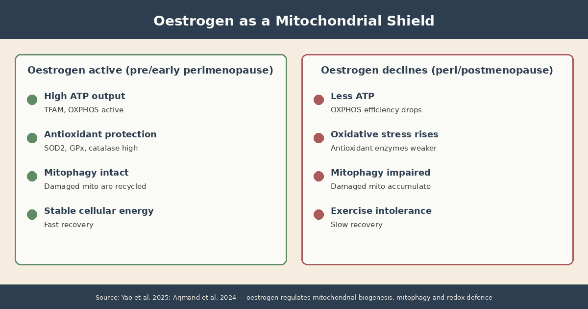Infographic: Oestrogen as a mitochondrial shield. Left side shows oestrogen active with high ATP output, low oxidative stress and intact mitochondrial biogenesis. Right side shows oestrogen declining with reduced ATP, higher oxidative stress and impaired mitophagy
