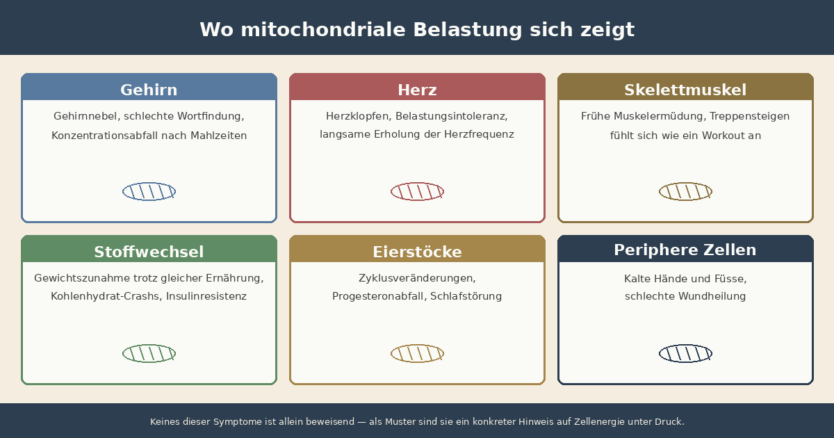 Infografik: Mitochondrien-Symptom-Map. Gehirn (Brain Fog, Konzentration), Herz (Herzklopfen, Belastungsintoleranz), Muskeln (frühe Ermüdung, lange Regeneration), Eierstöcke (Zyklusveränderungen, Progesteronabfall), Stoffwechsel (Gewichtszunahme, Insulinresistenz)