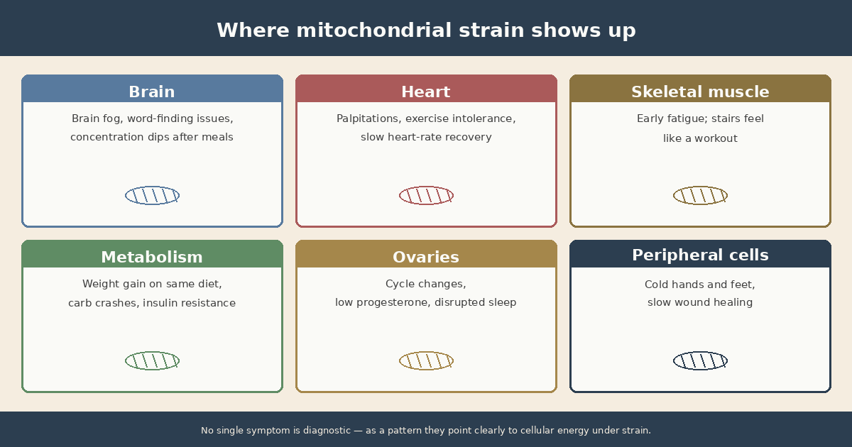 Infographic: Mitochondrial symptom map. Brain (brain fog, concentration), heart (palpitations, exercise intolerance), muscles (early fatigue, long recovery), ovaries (cycle changes, low progesterone), metabolism (weight gain, insulin resistance)