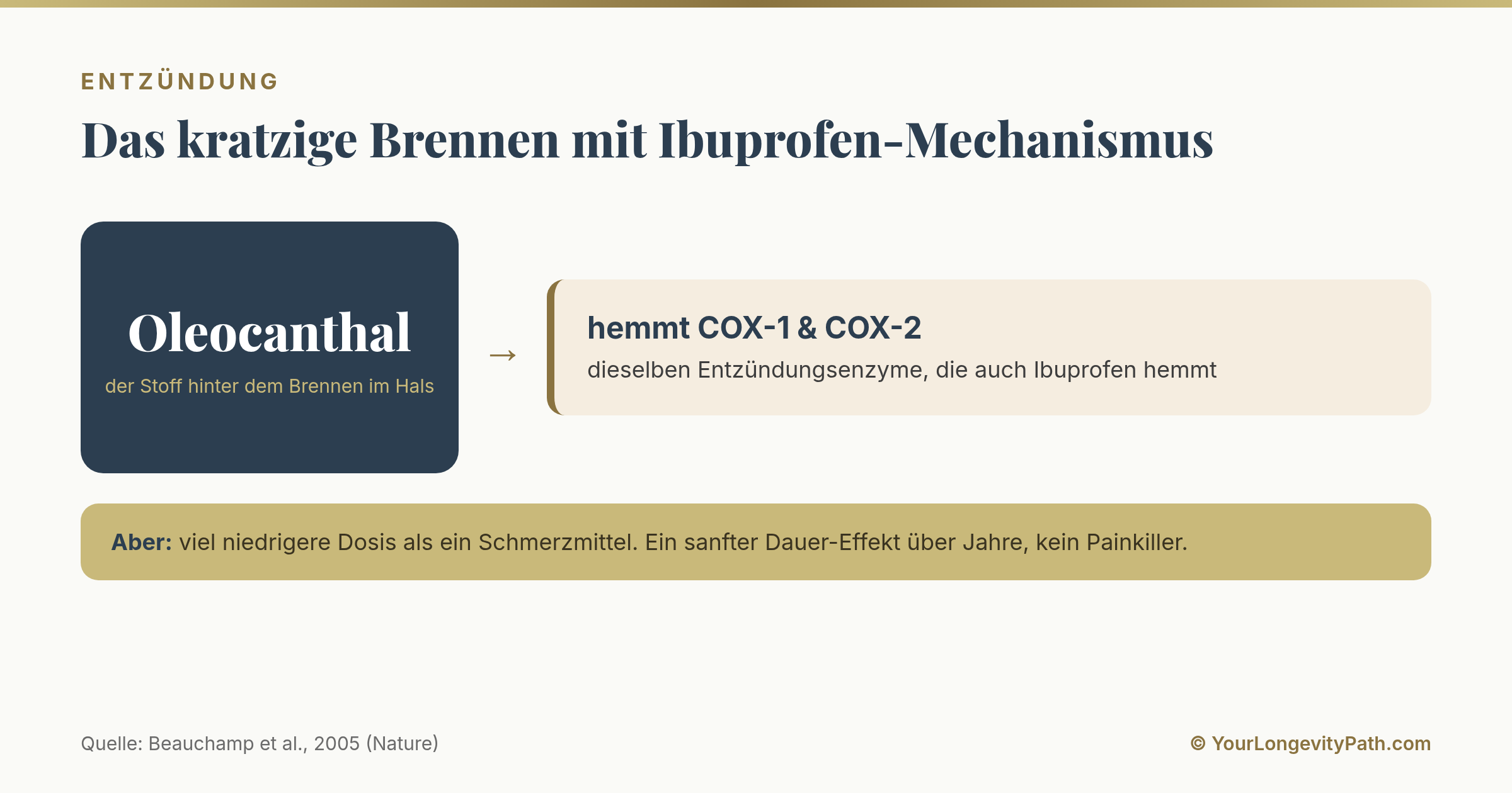 Infografik: Oleocanthal, der Stoff hinter dem kratzigen Brennen im Hals, hemmt im Labor dieselben Entzündungsenzyme COX-1 und COX-2 wie Ibuprofen, allerdings in sanfter Alltagsdosis statt Schmerzmittel-Dosis.