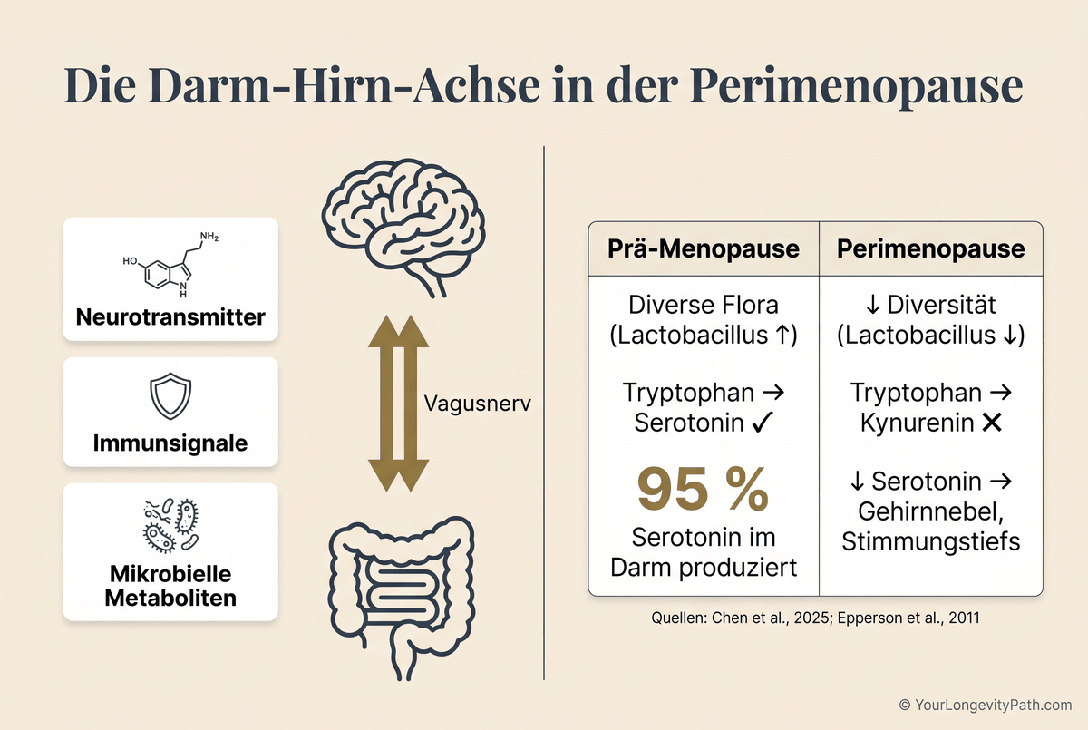 Infografik: Die Darm-Hirn-Achse in der Perimenopause — Gehirn und Darm verbunden über den Vagusnerv, Vergleich Prä-Menopause vs. Perimenopause bei Serotoninsynthese und Tryptophan-Stoffwechsel, 95 % Serotonin im Darm produziert