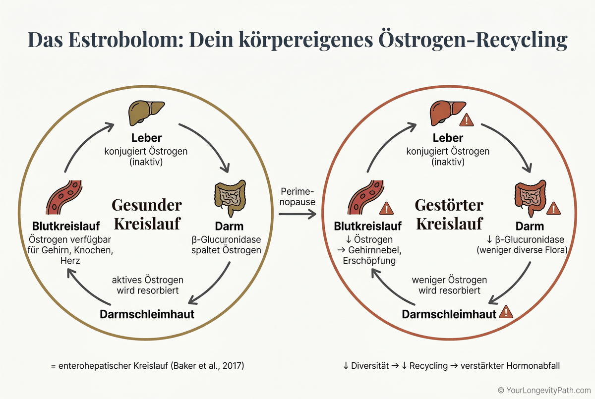 Infografik: Der Estrobolom-Kreislauf — links der gesunde enterohepatische Kreislauf mit β-Glucuronidase-Recycling, rechts der gestörte Kreislauf in der Perimenopause mit reduzierter Östrogen-Resorption