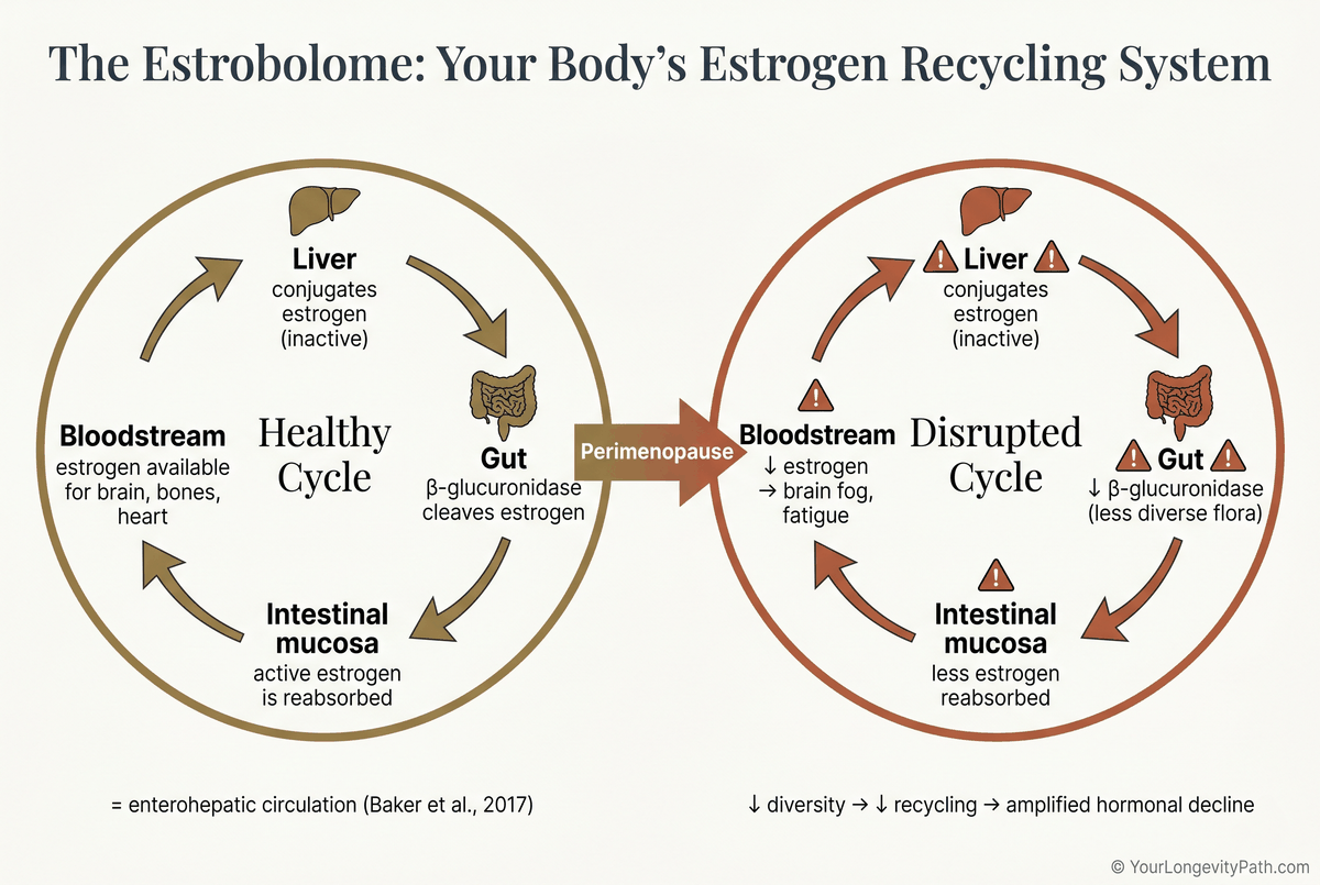Infographic: The estrobolome cycle — left side shows the healthy enterohepatic circulation with β-glucuronidase recycling estrogen, right side shows the disrupted cycle during perimenopause with reduced estrogen reabsorption