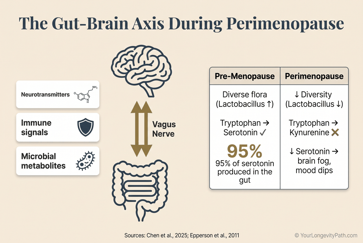 Infographic: The gut-brain axis during perimenopause — brain and gut connected via vagus nerve, comparison of pre-menopause vs. perimenopause serotonin synthesis and tryptophan metabolism, 95% of serotonin produced in the gut